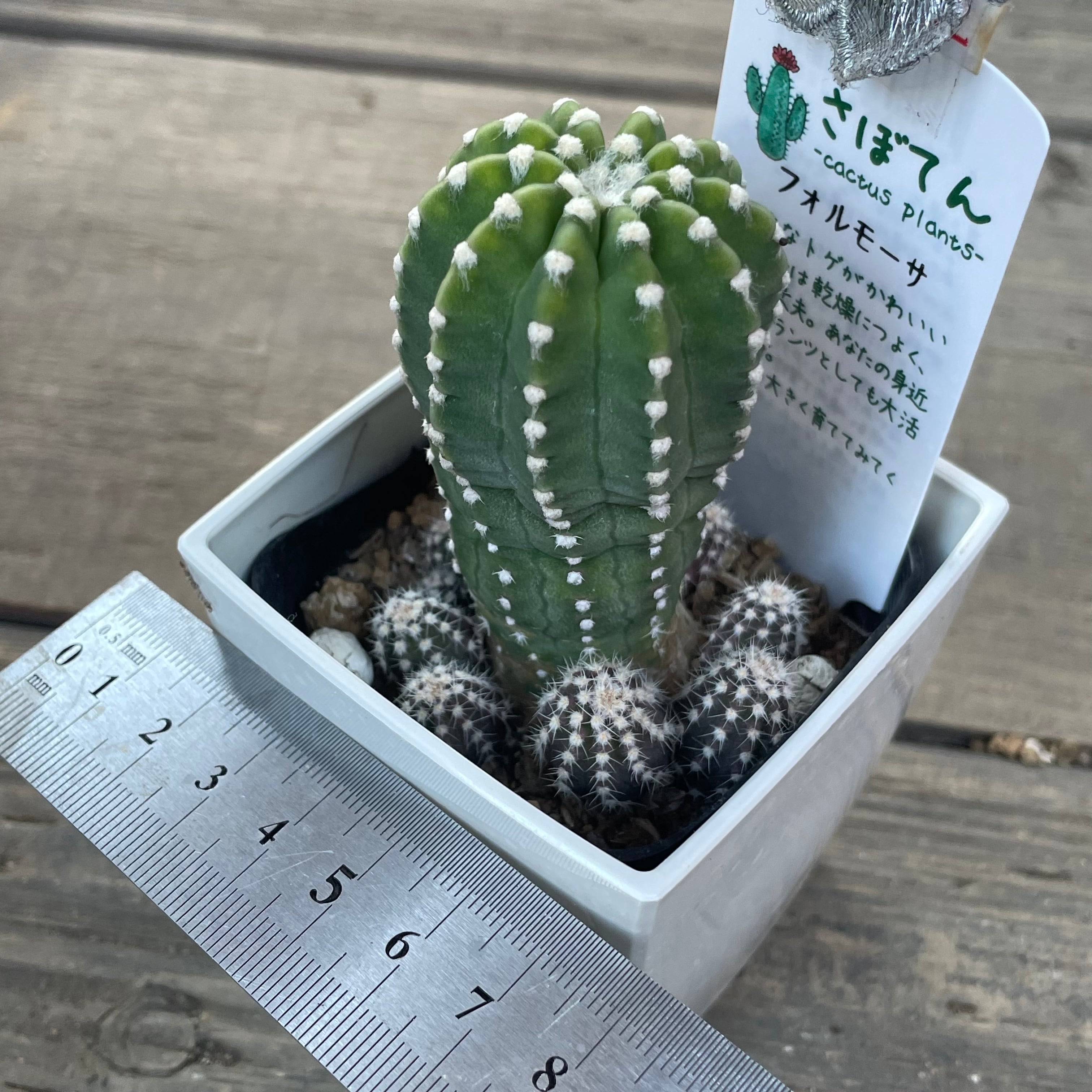 サボテン 園芸ネット本店｜サボテン：エキノプシス フォルモーサ 3号硬質ポット