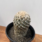 Pelecyphora strobiliformis【ペレシフォラ・銀牡丹】