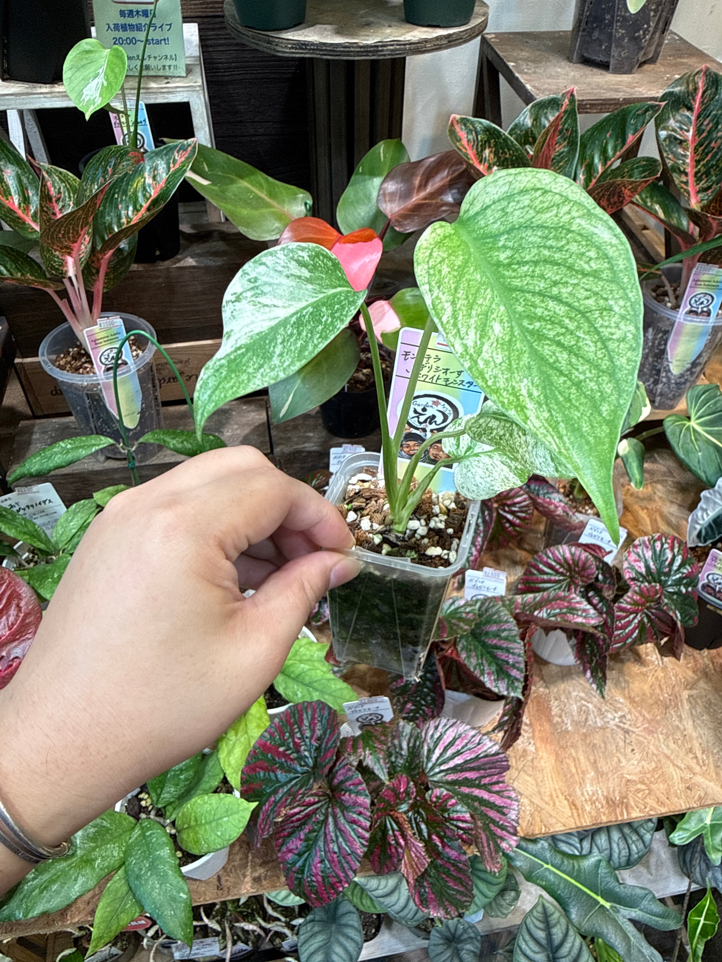 あ*ー様 モンステラ ホワイトモンスター 6株セット モンステラ 'ホワイトモンスター' | Gardenえん 【観葉熱帯植物】