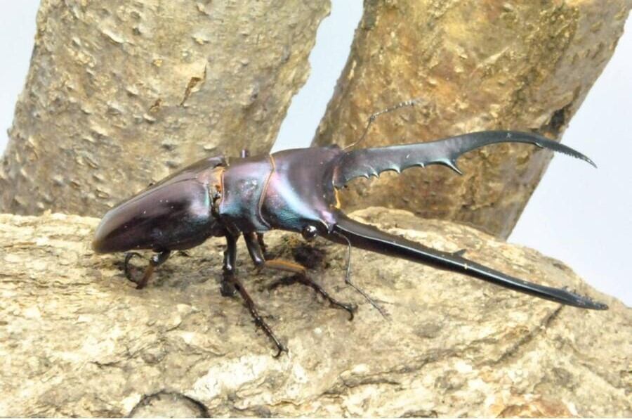美麗標本 メタリフェルホソアカクワガタ 標本】サンギールの光沢