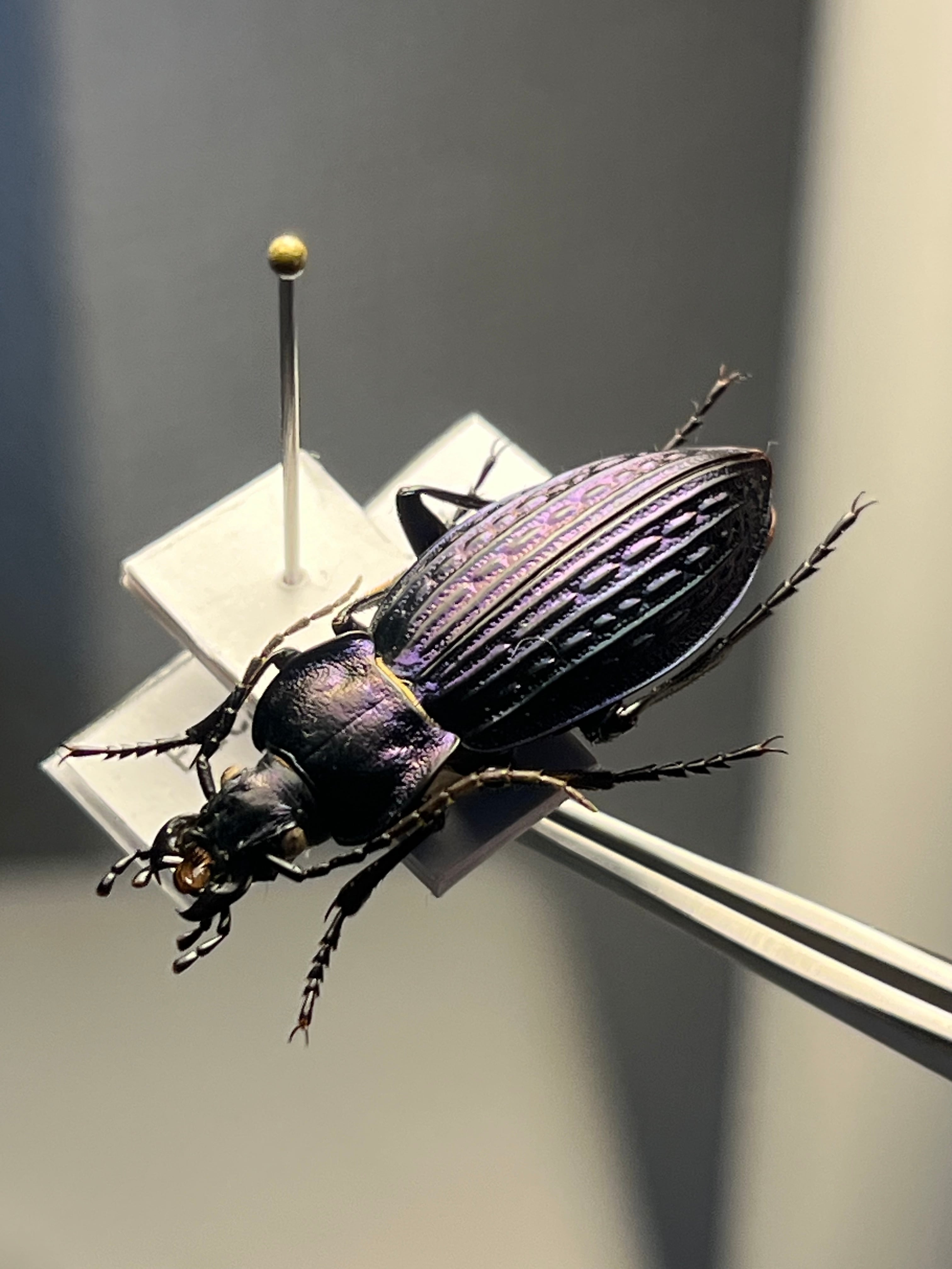 30mm】Eucarabus ulrichi allionidiernaeオサムシ カブリモドキ標本