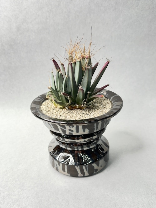 レウクテンベルギア・子吹き晃山