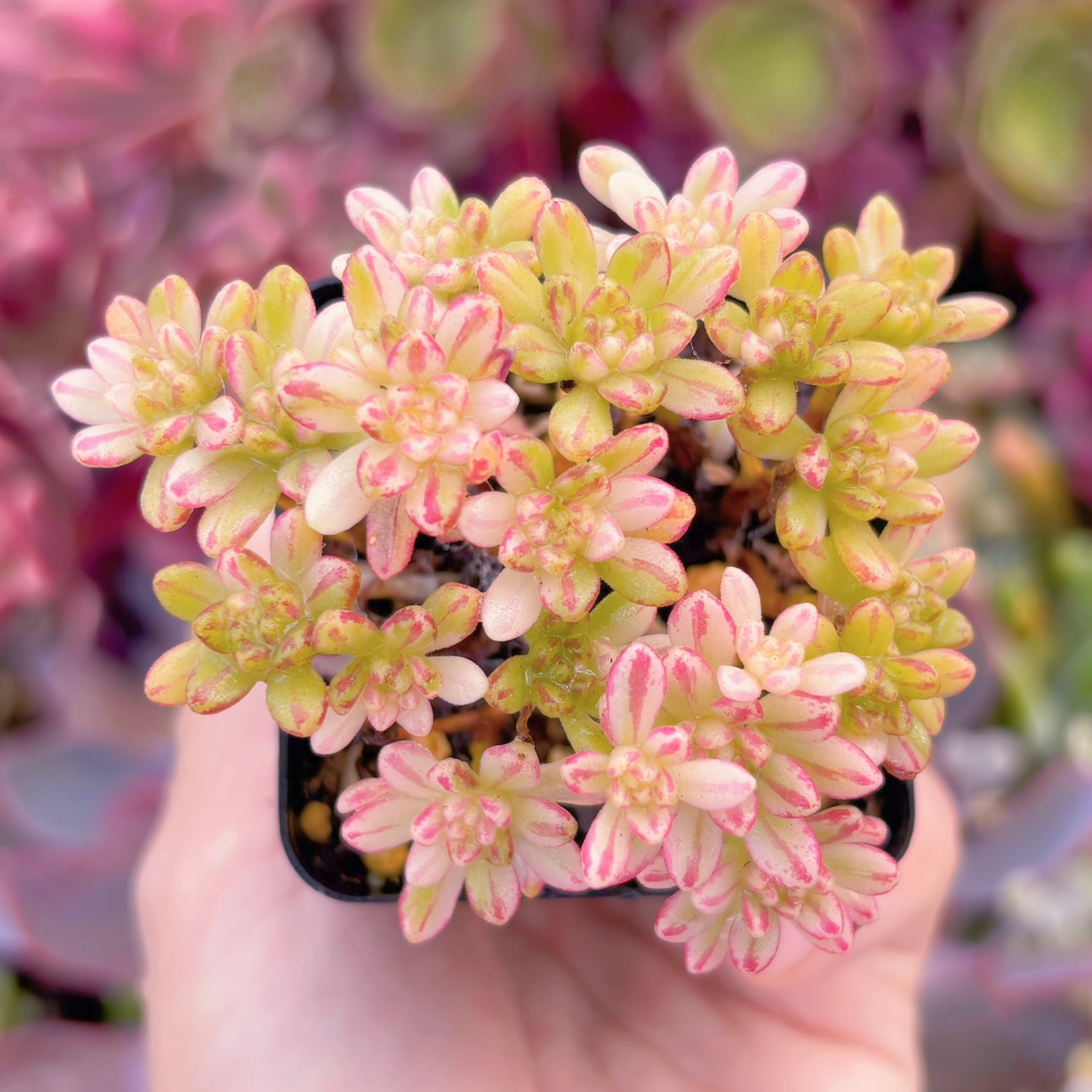 現品　小人の祭り錦#F074　群生　るる農園