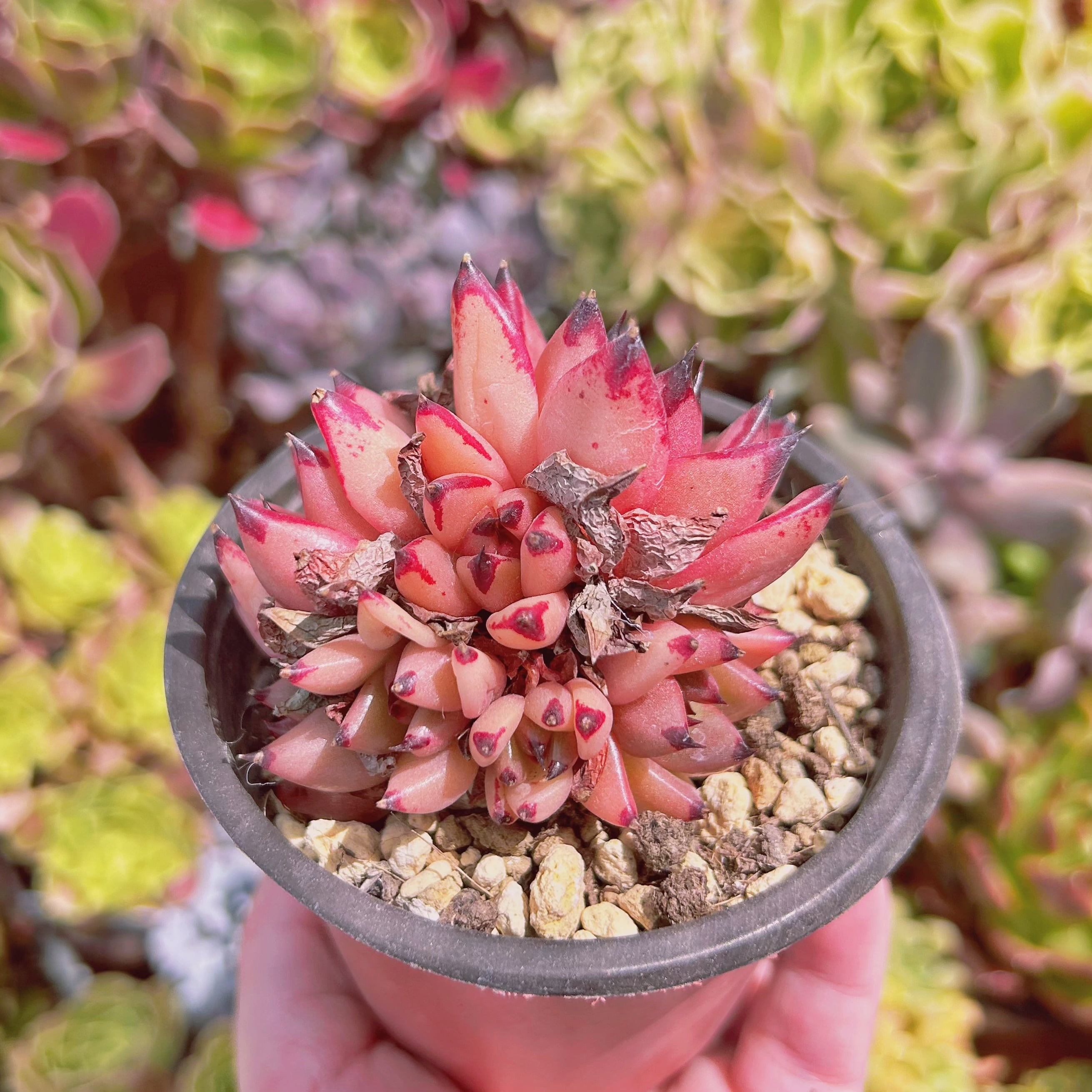 現物　多肉植物　血羅　抜き苗