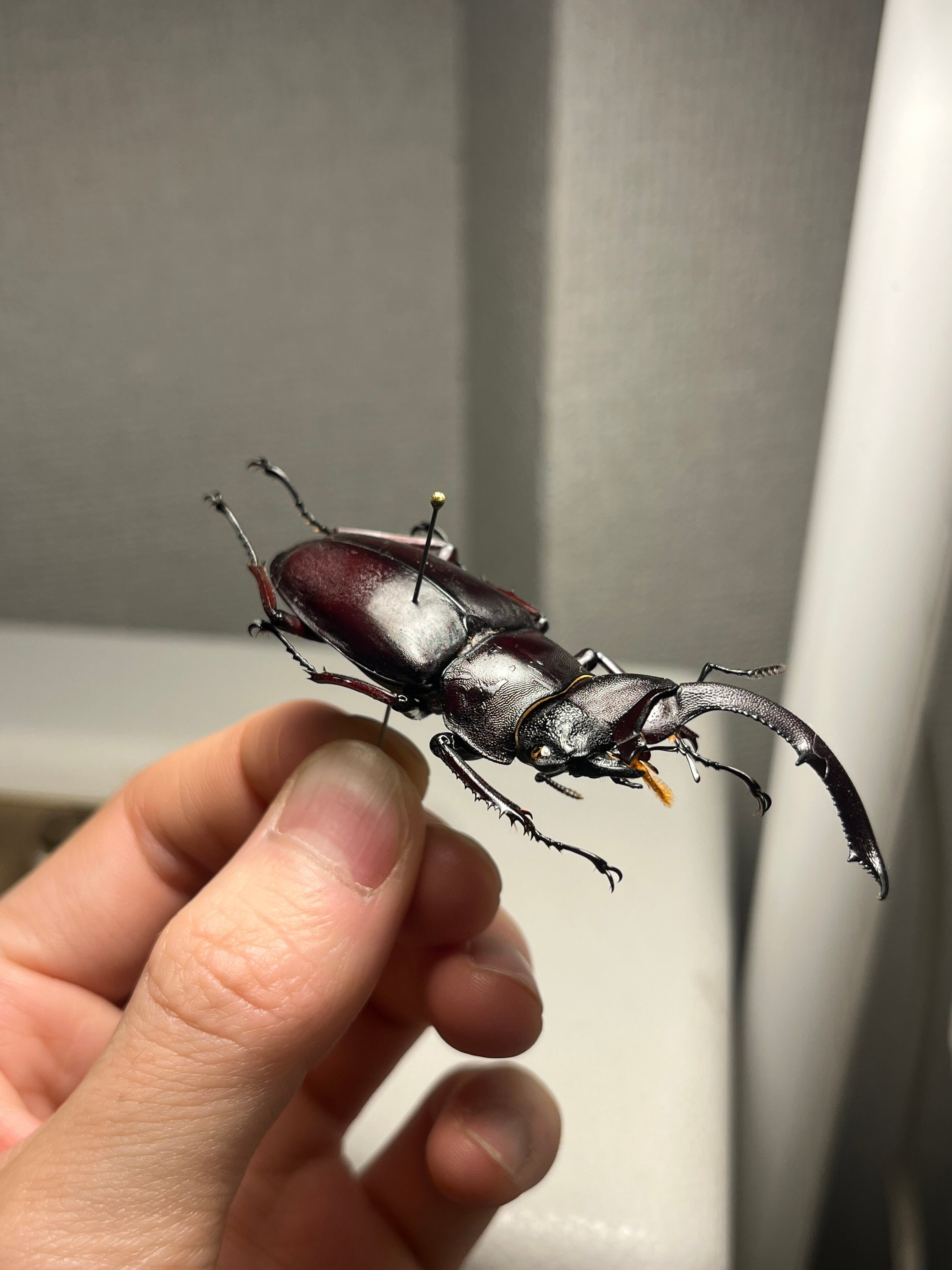 雌雄同体】マンディブラリスフタマタクワガタ Hexarthrius