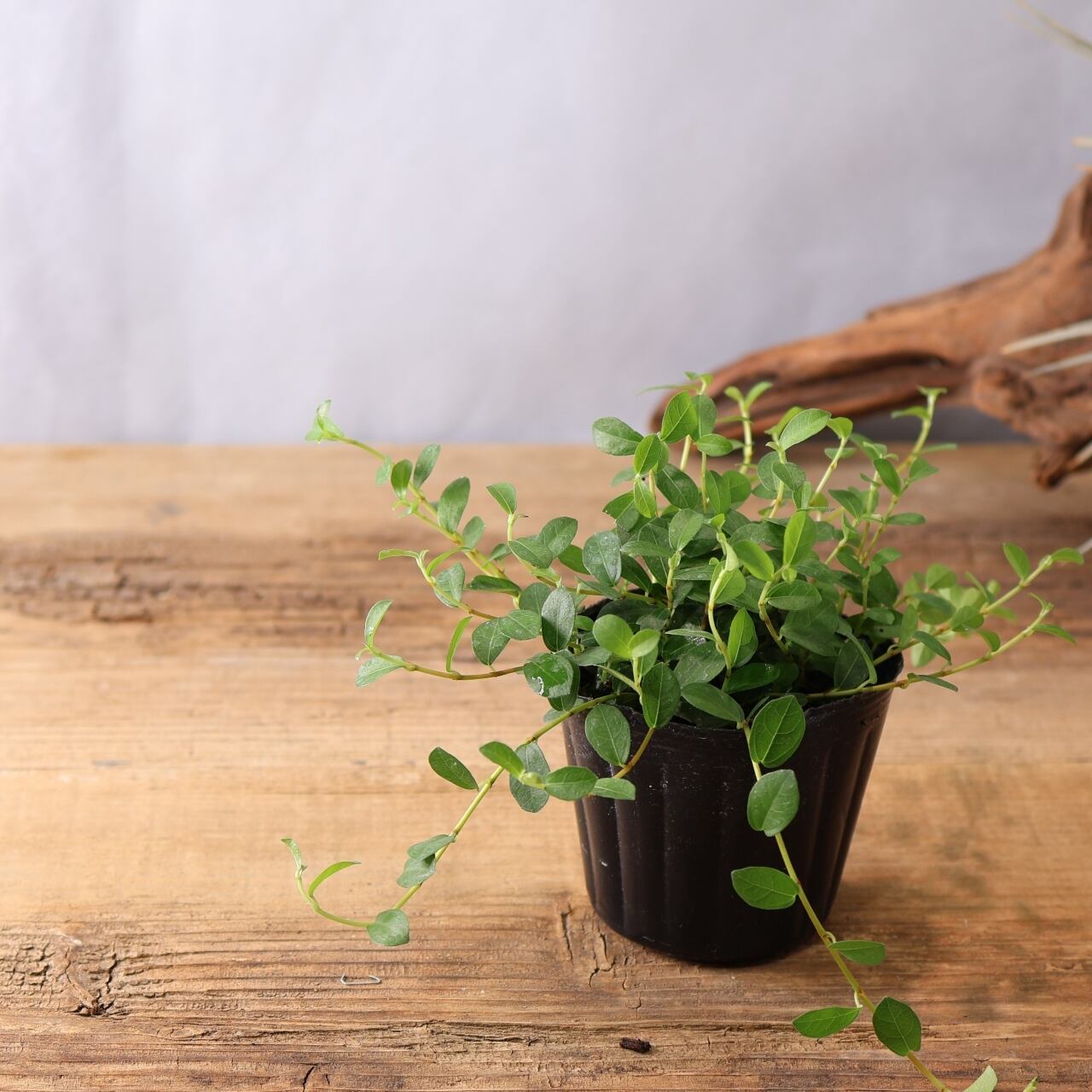 340 垂れる小さな葉『フィカス シャングリラ』観葉植物 【送料無料