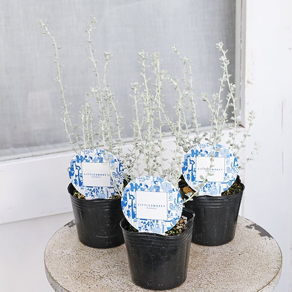 送料無料】Billbergia Domingos Martins×Buchholtzii 〔ビルベルギア