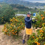 完熟アルギットみかん 約3kg（極早生）