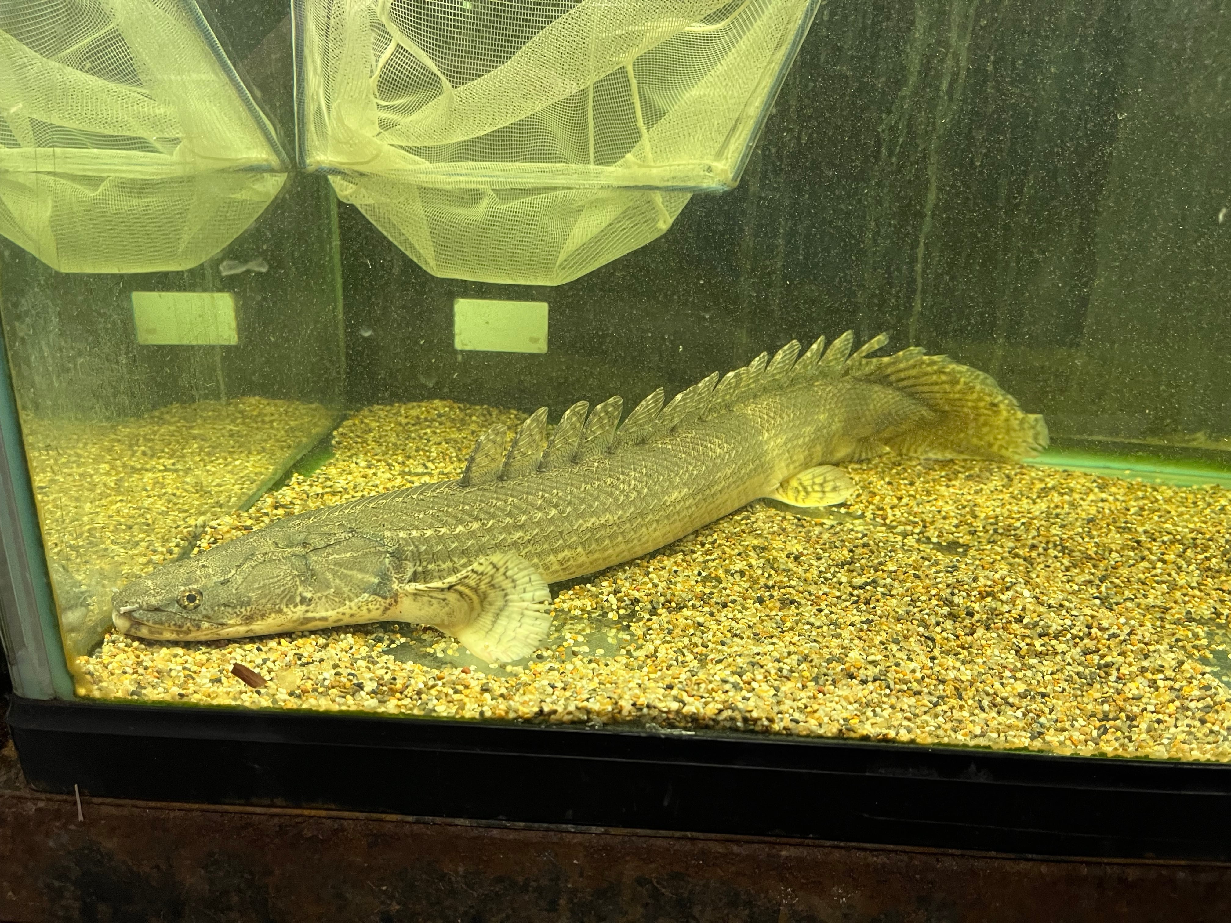 ギニア直輸入便WILDポリプテルスビキールラプラディ50cmUP NO2