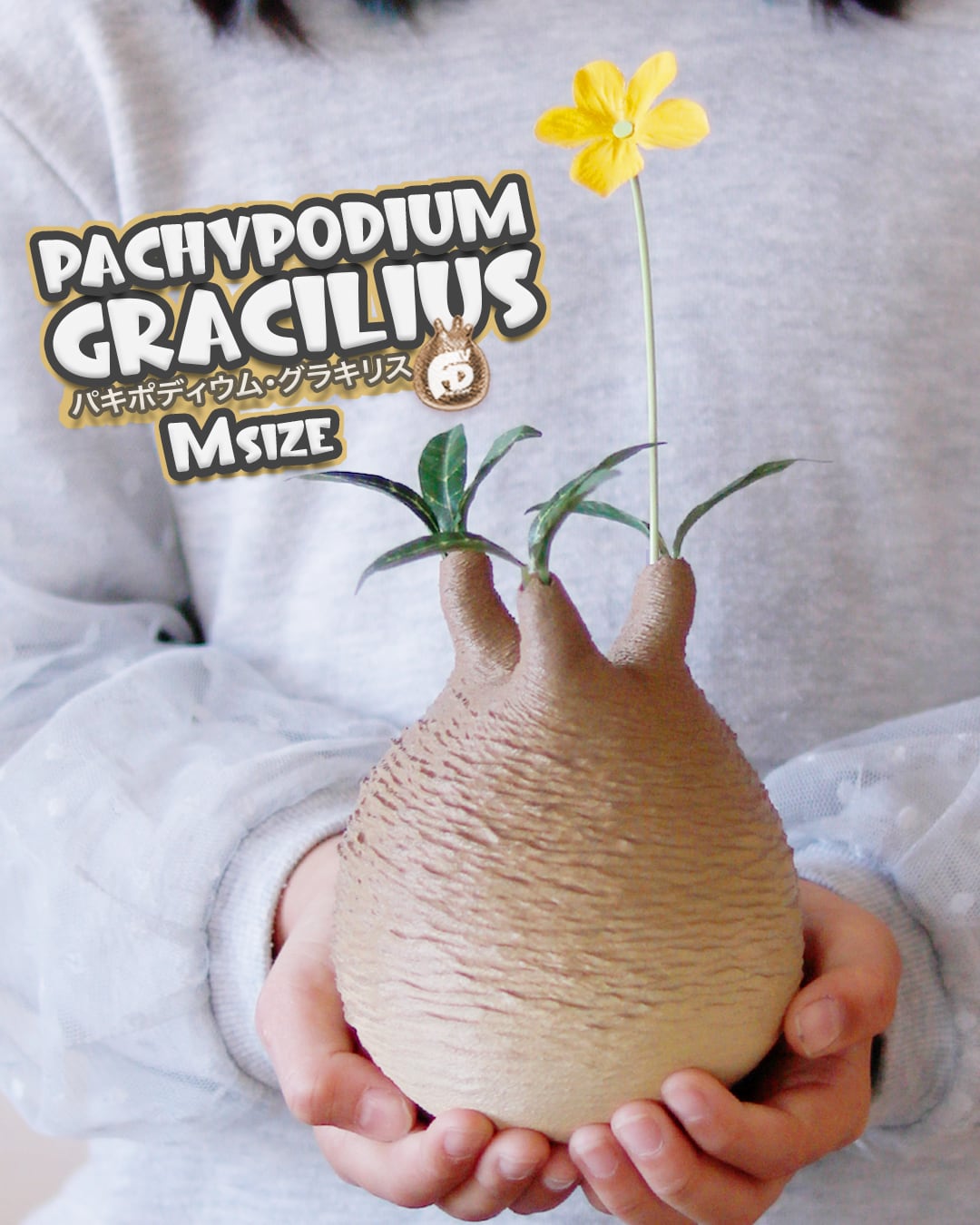 触れたくなるCaudex造形｜パキポディウム グラキリス｜(140x240) Msize