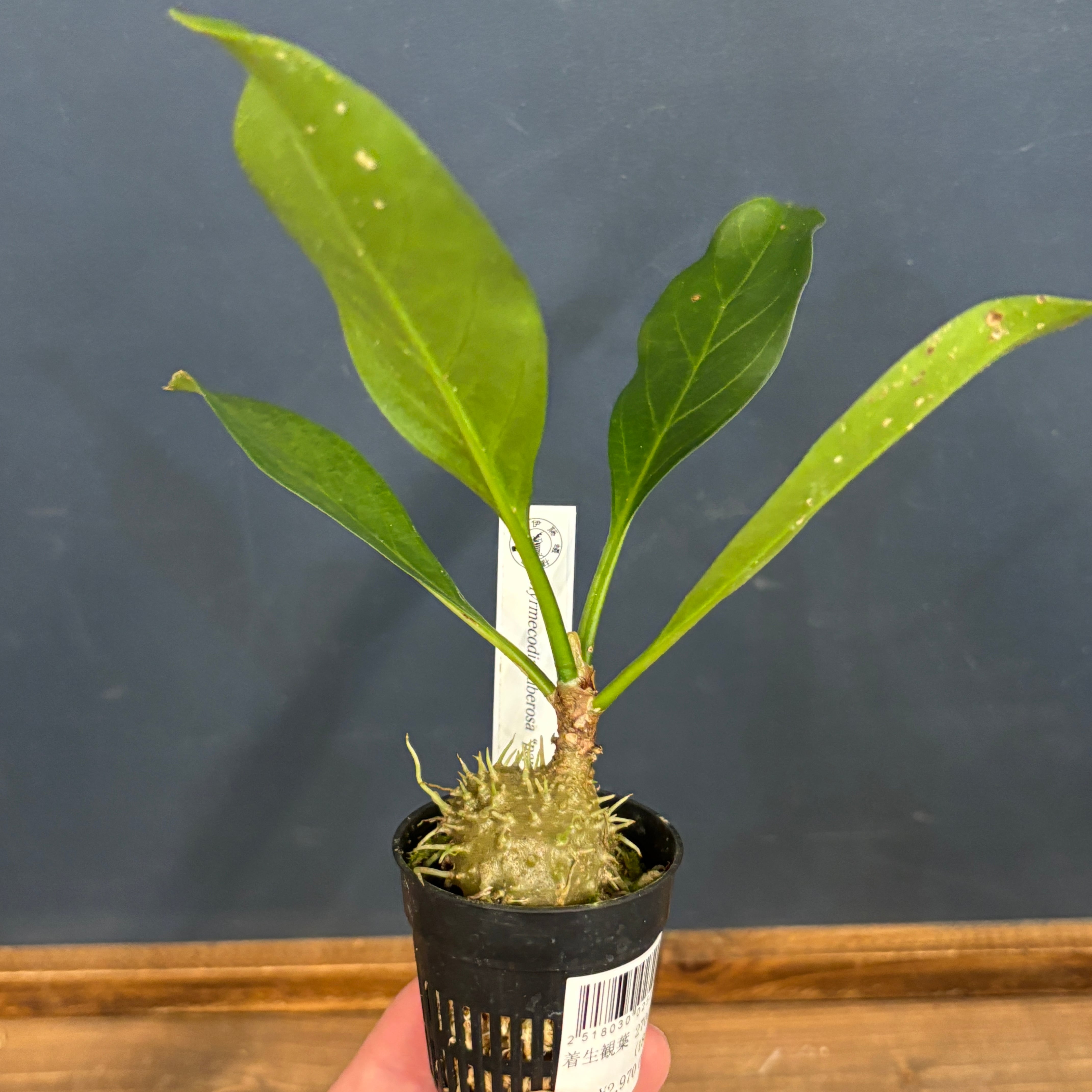 アリ植物 Myrmecodia tuberosa “papuana” 実生株