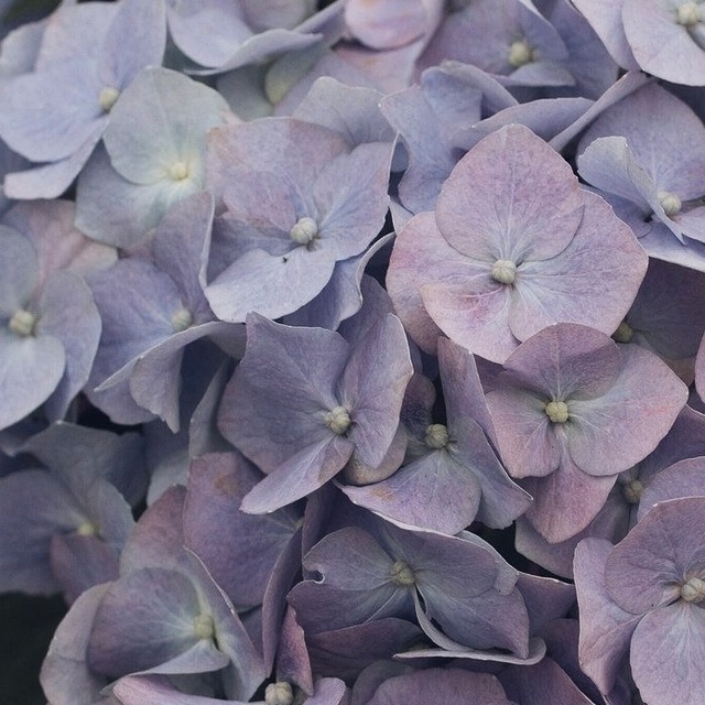 Hydrangea・テクスチャーアート