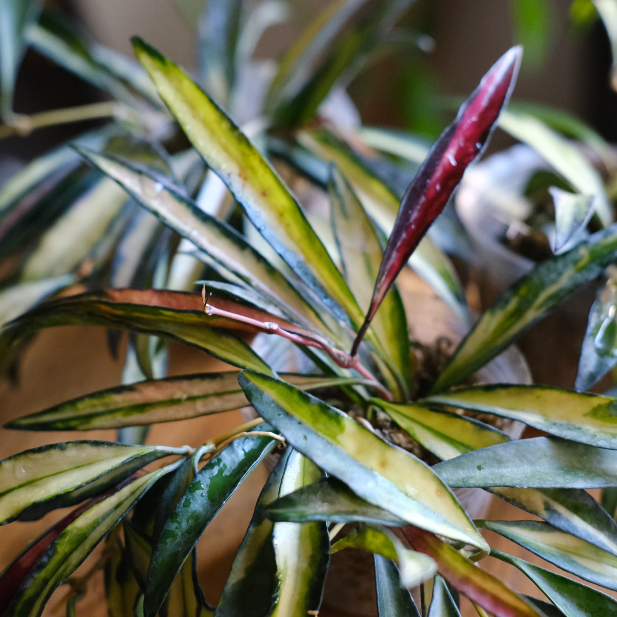 その他観葉植物 Hoya wayetii SELECT STOCK> Hoya wayetii variegated 'Tricolor'｜ホヤ・ワイエティ