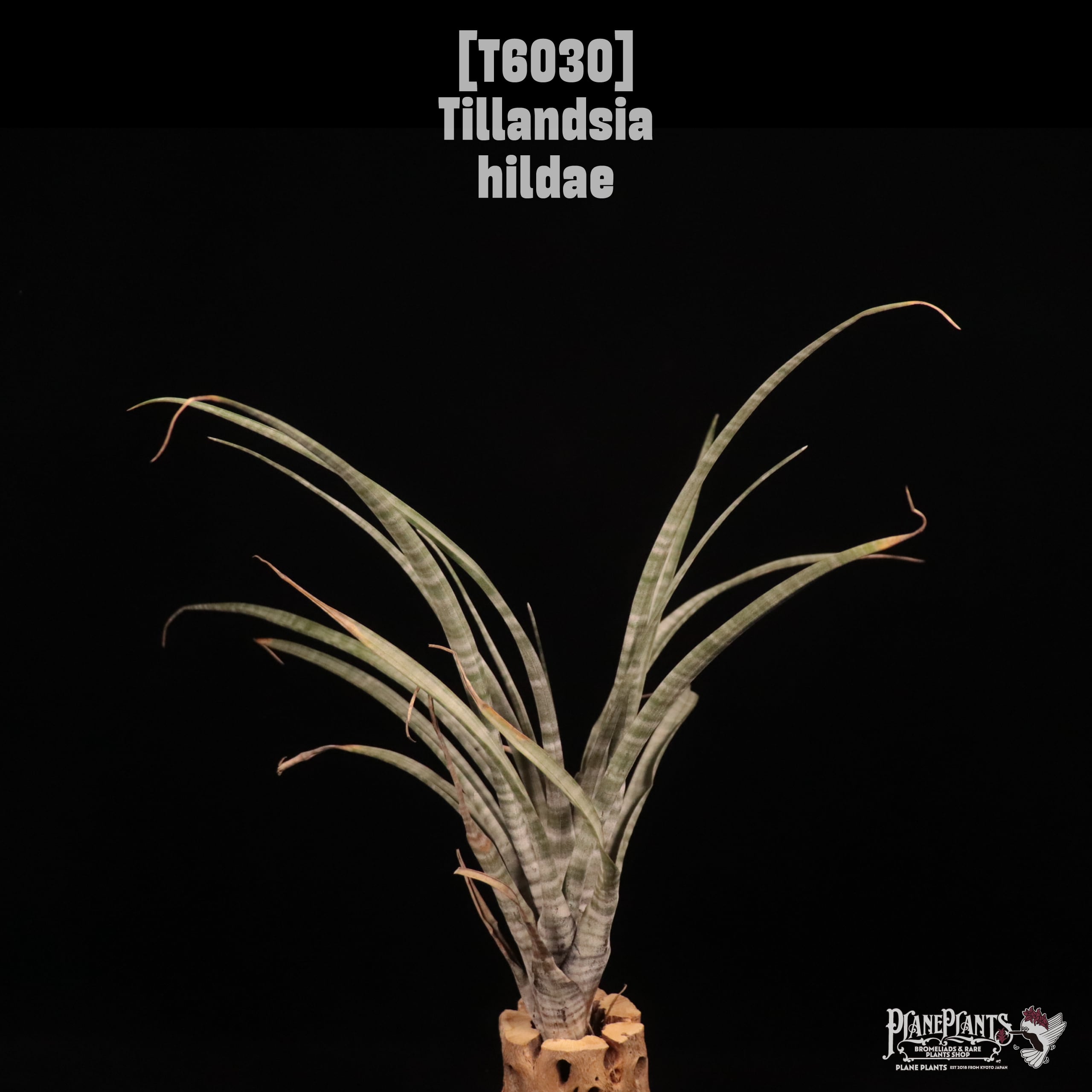 Tillandsia hildae〔ティランジア〕T6030