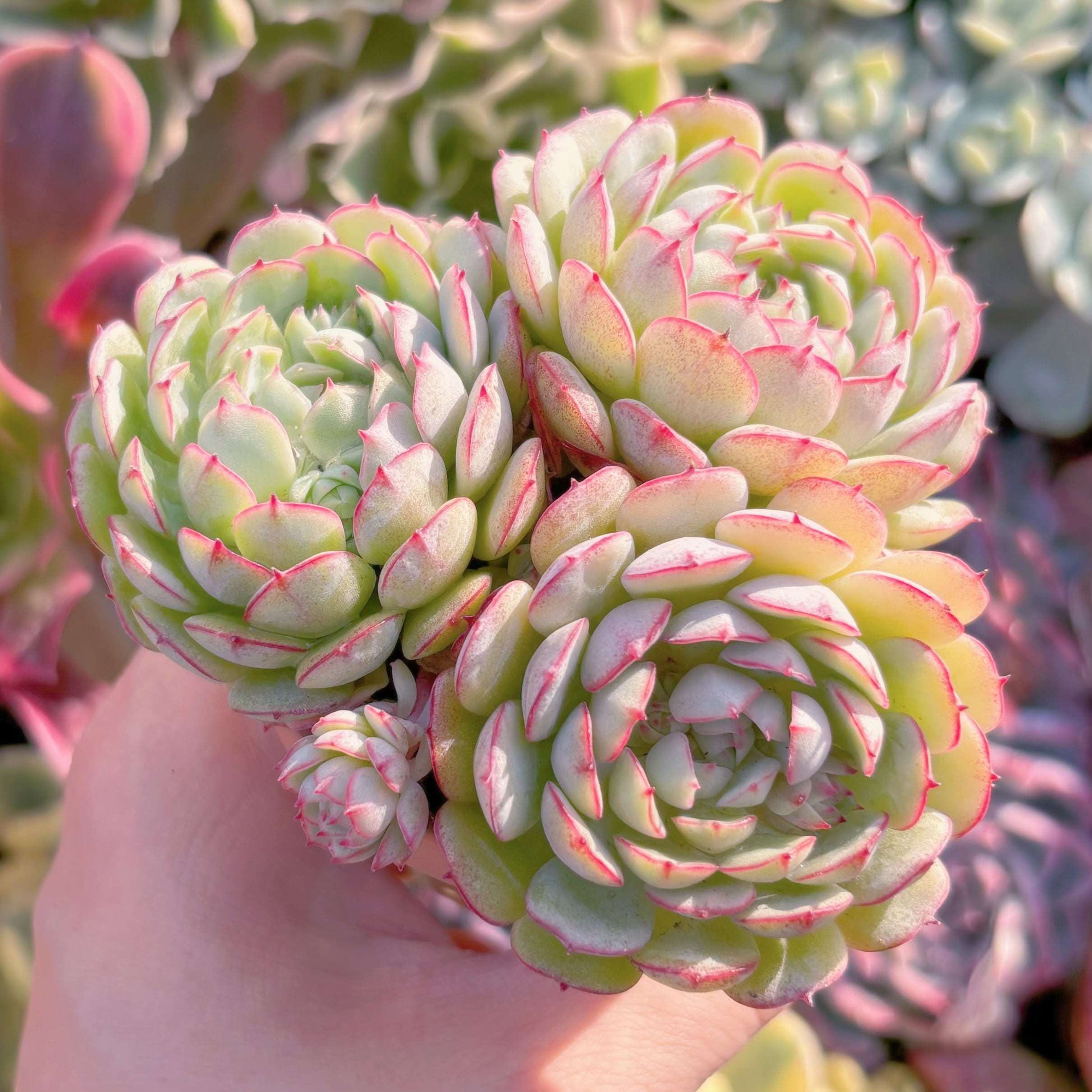 多肉植物 レッドボート 群生 新入荷 るる農園 | るる農園~多肉植物専門