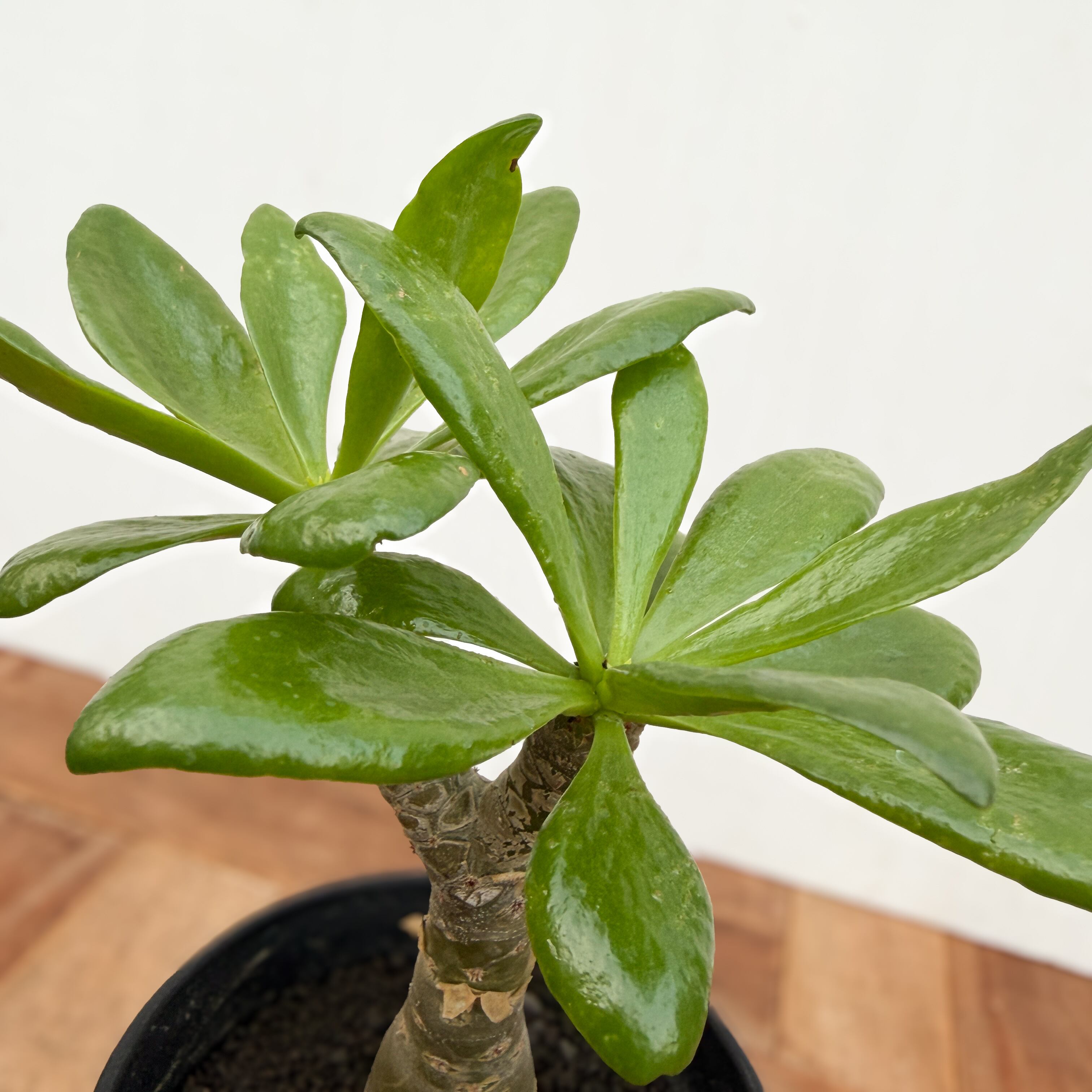 Tylecodon paniculatus【チレコドン・パニクラータス】 | RIMO'S GREEN