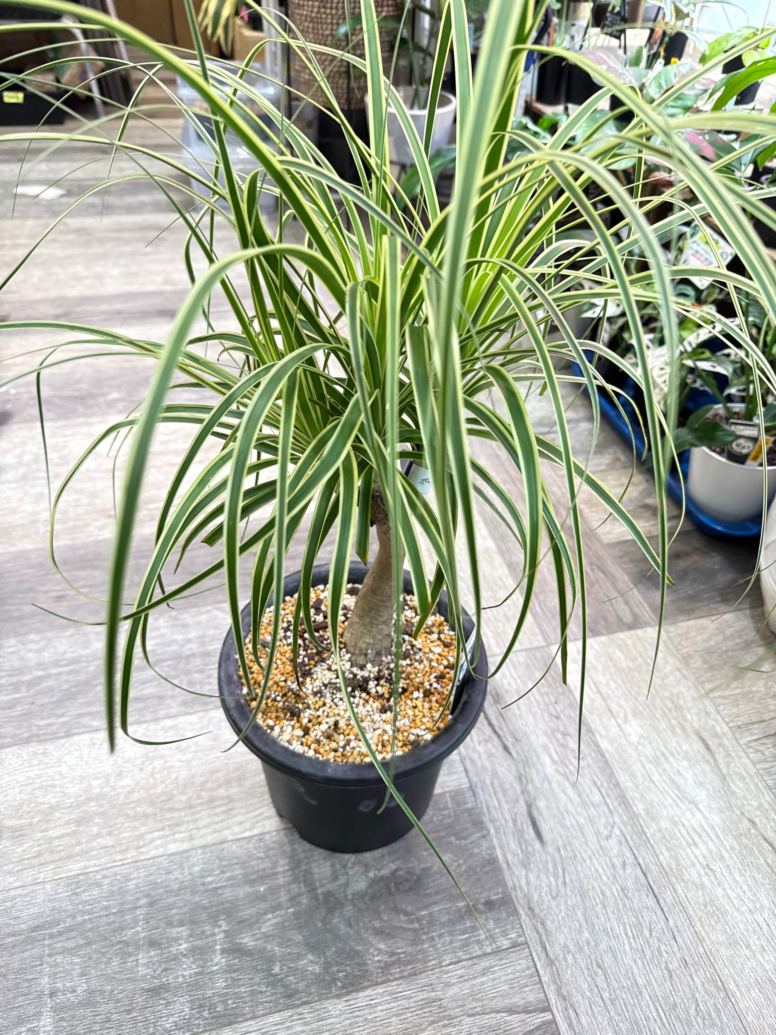 トックリラン ノリナ 覆輪斑 'ポニーテール' | Gardenえん 【観葉熱帯