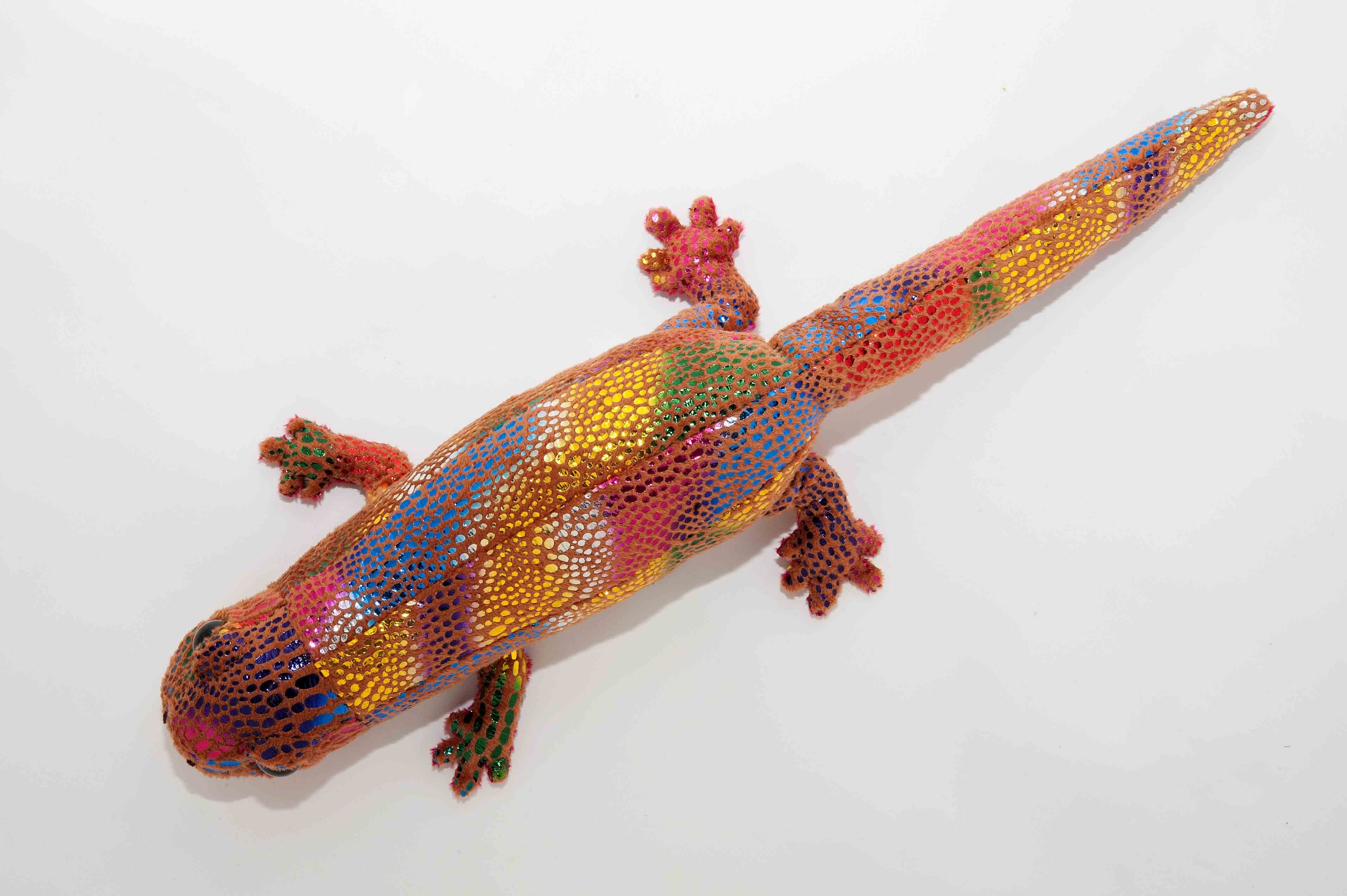 アカハライモリ レインボー | 日本両棲類研究所