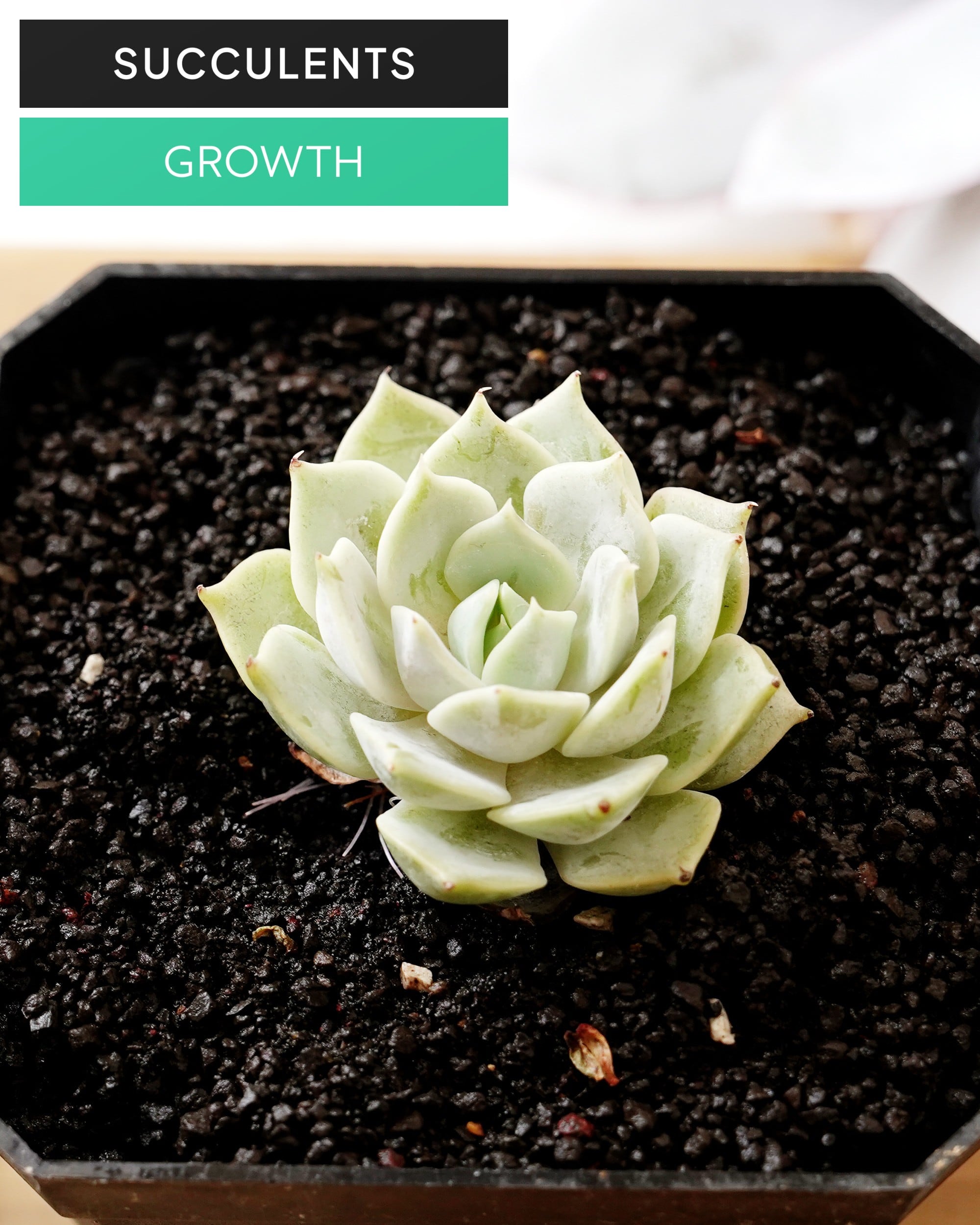 エケベリア（っぽいコ） | PUKUBOOK SUCCULENTS