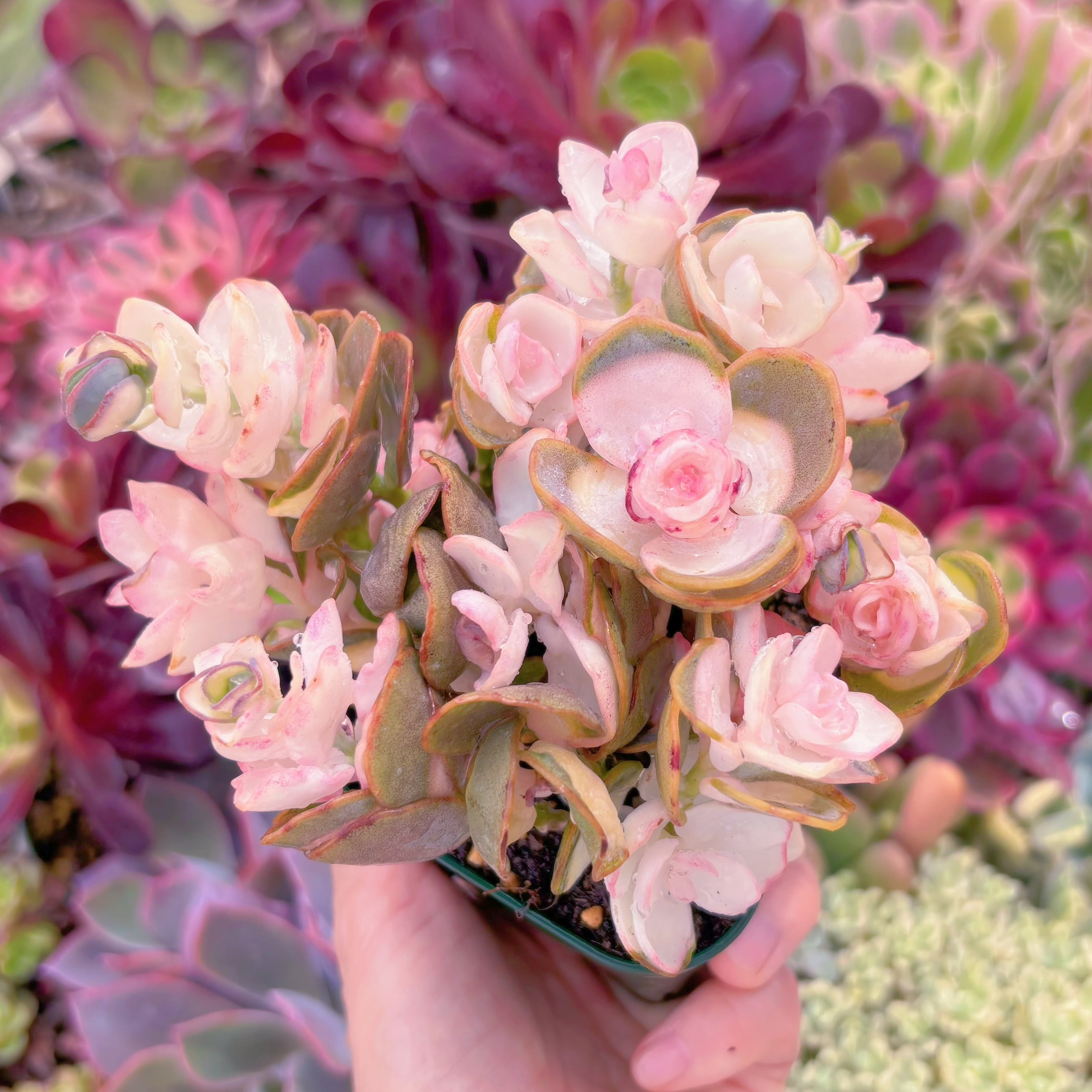 現品　白姬之舞錦#F087　るる農園