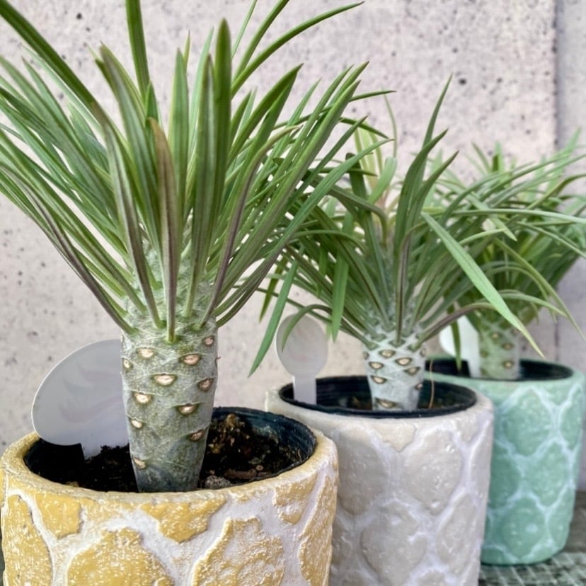 観葉植物 | Planet Plants プラネットプランツ