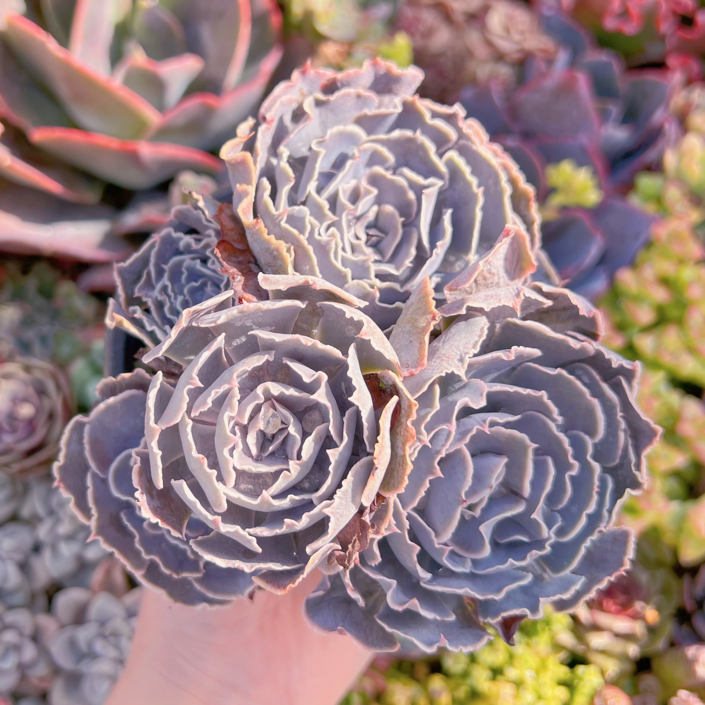 現品　 スワンレイク#A06　大群生　るる農園