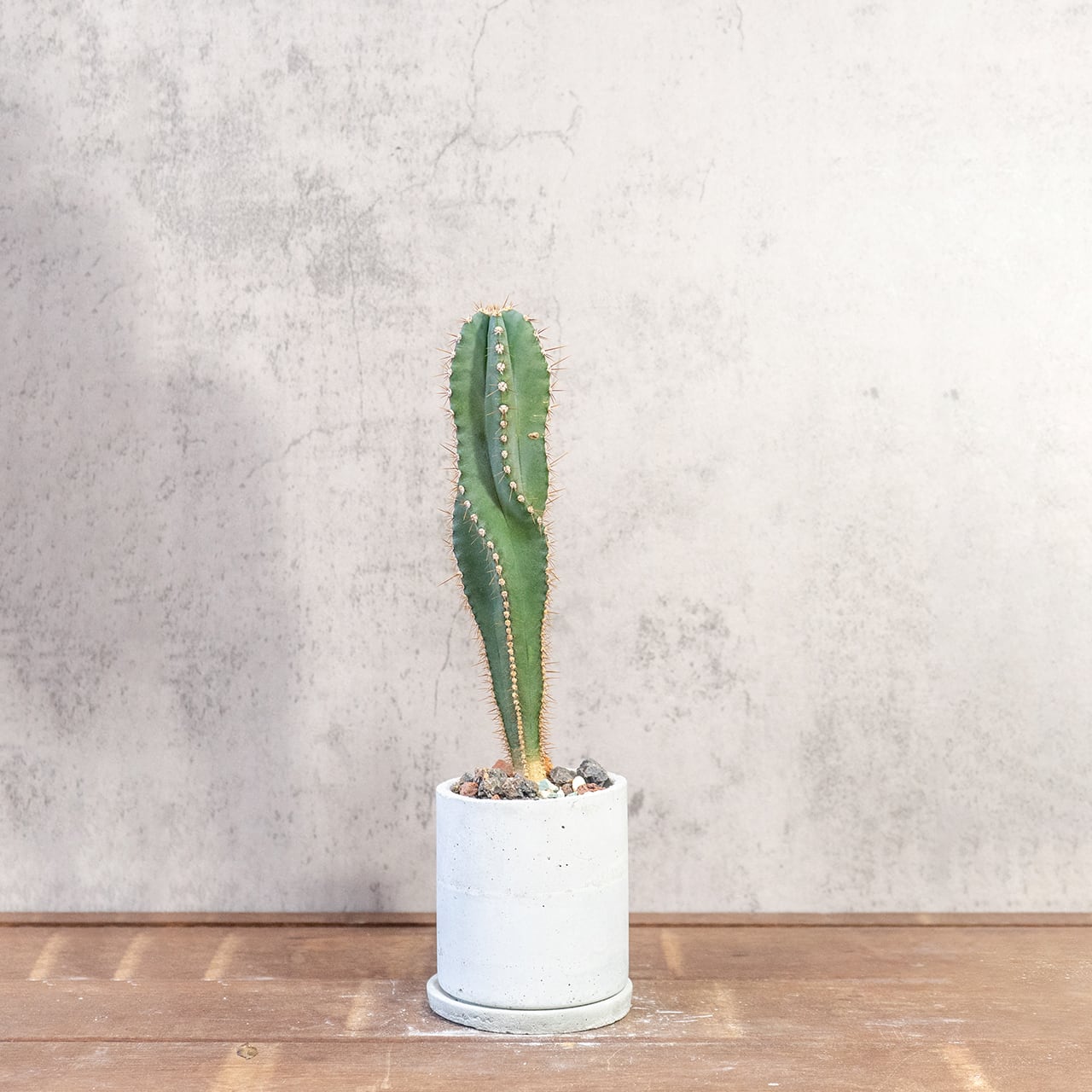 セレウス・スピラリス|スパイラルフォルムが魅力の一点物サボテン【虫発生抑制/手作りモルタル鉢】