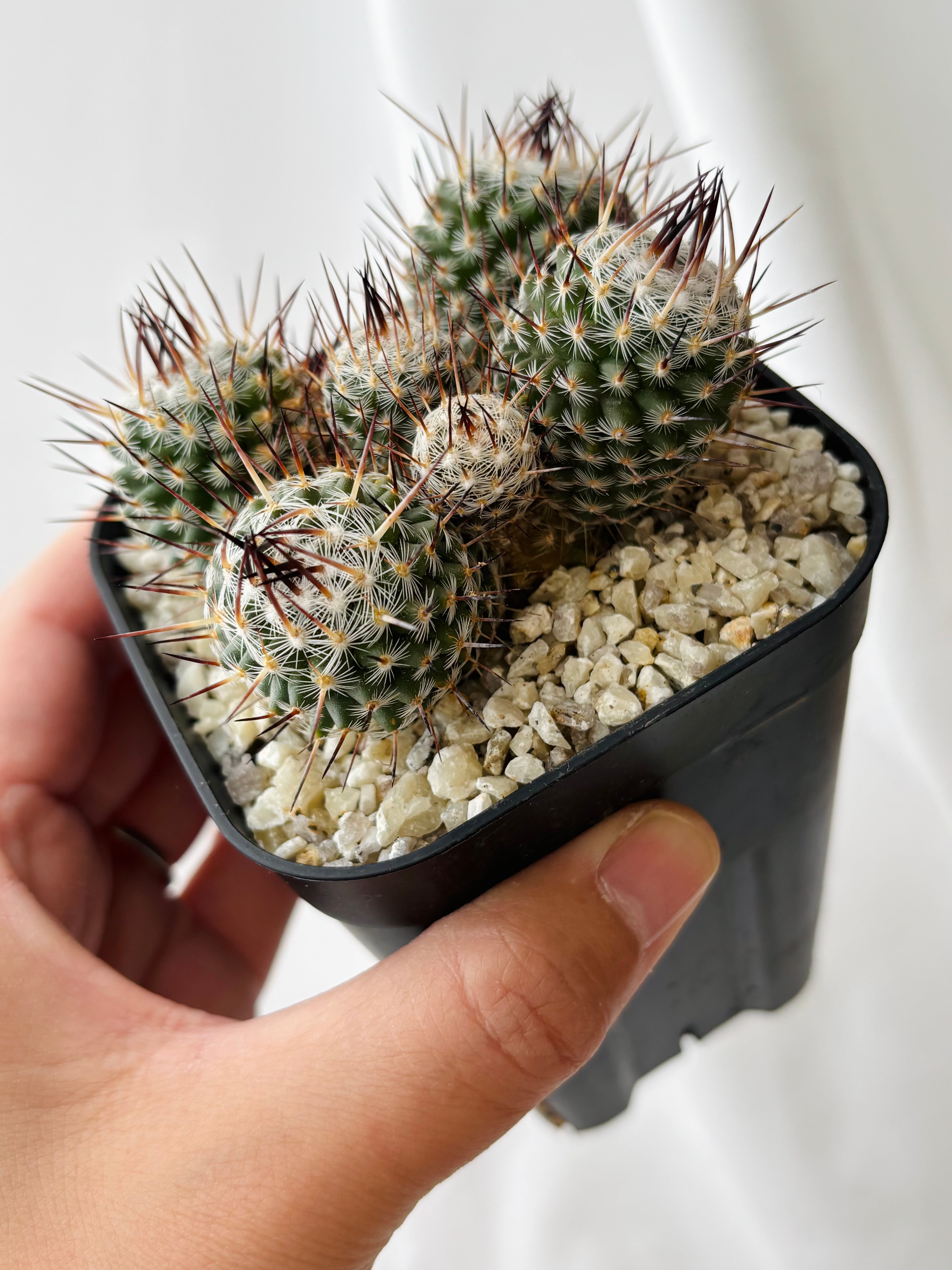 Mammillaria parkinsonii 'Azarashi' マミラリア 黒刺アザラシ