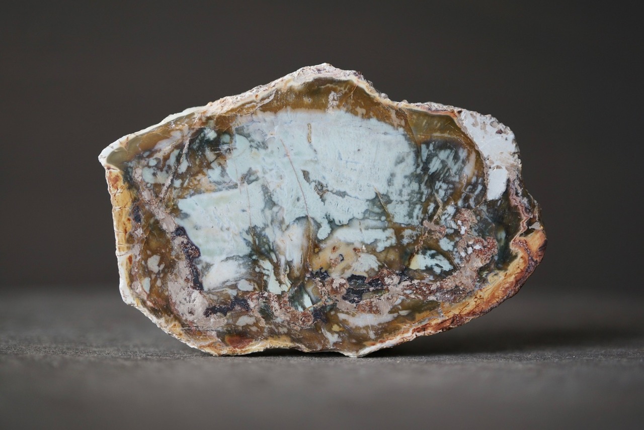 マダガスカル産ペトリファイドウッド Petrified Wood 1268