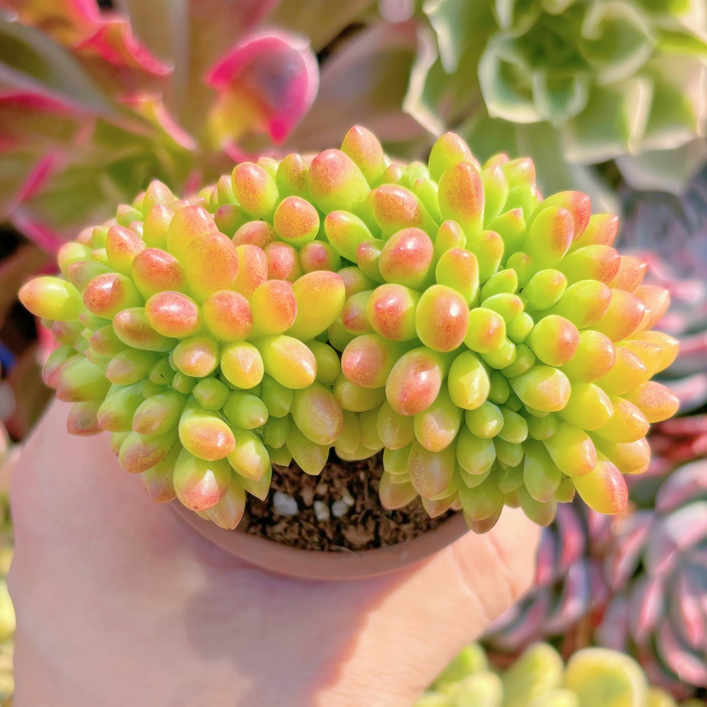 多肉植物　春萌綴化　新入荷　るる農園