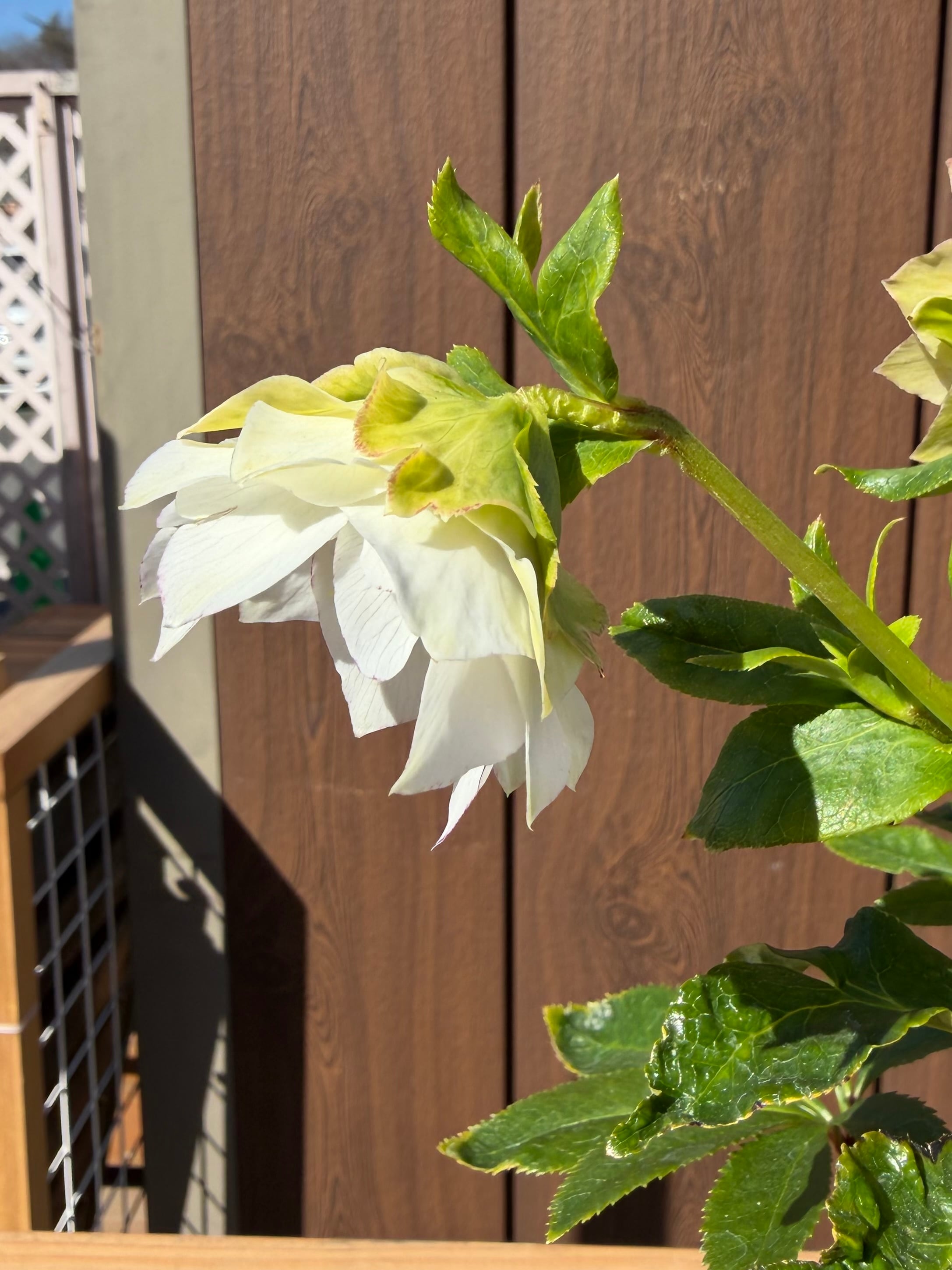 シャルウィダンス 若泉ファーム クリスマスローズ【Wa08】送料無料