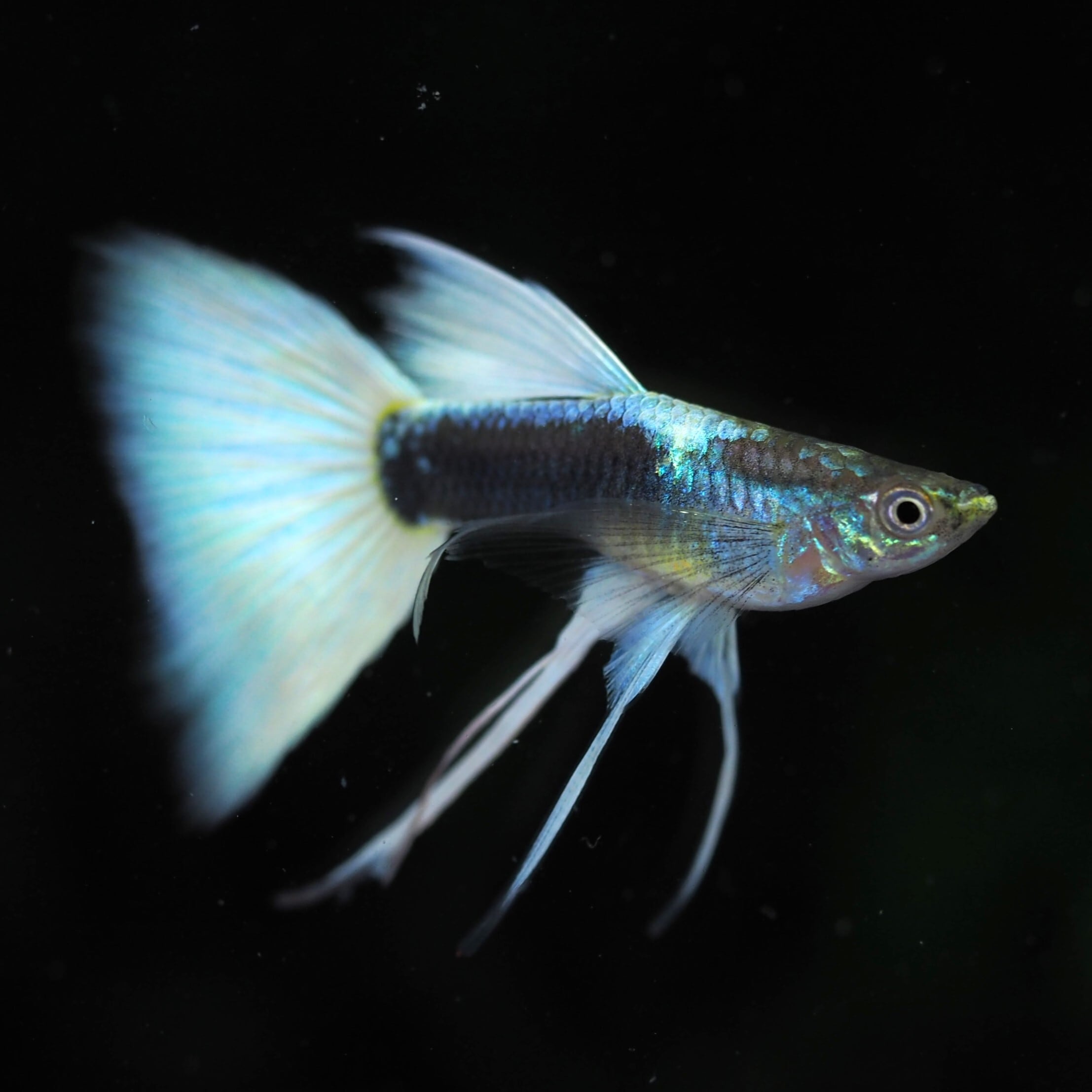 GUPPY | 伊豆グッピーファーム