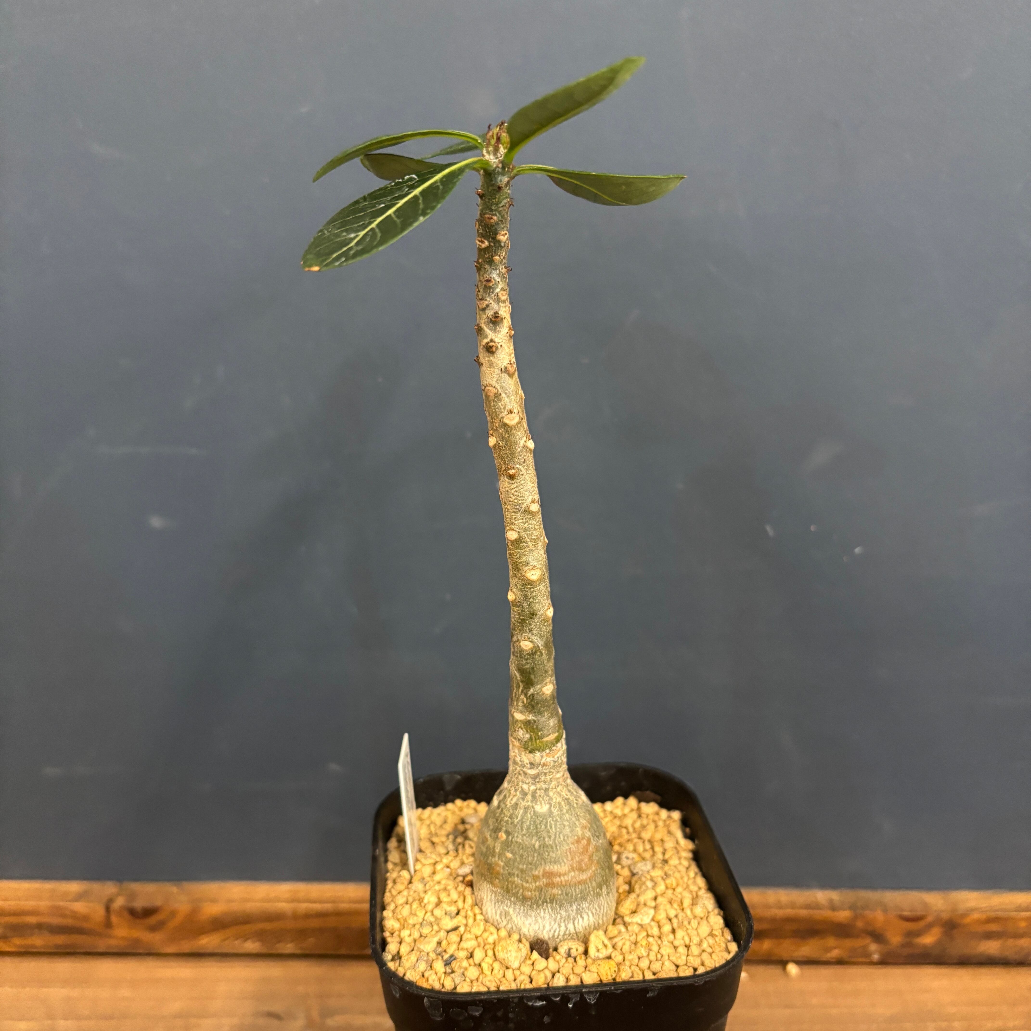 アデニウム ソコトラナム【296】 | PROTOLEAF プロトリーフ