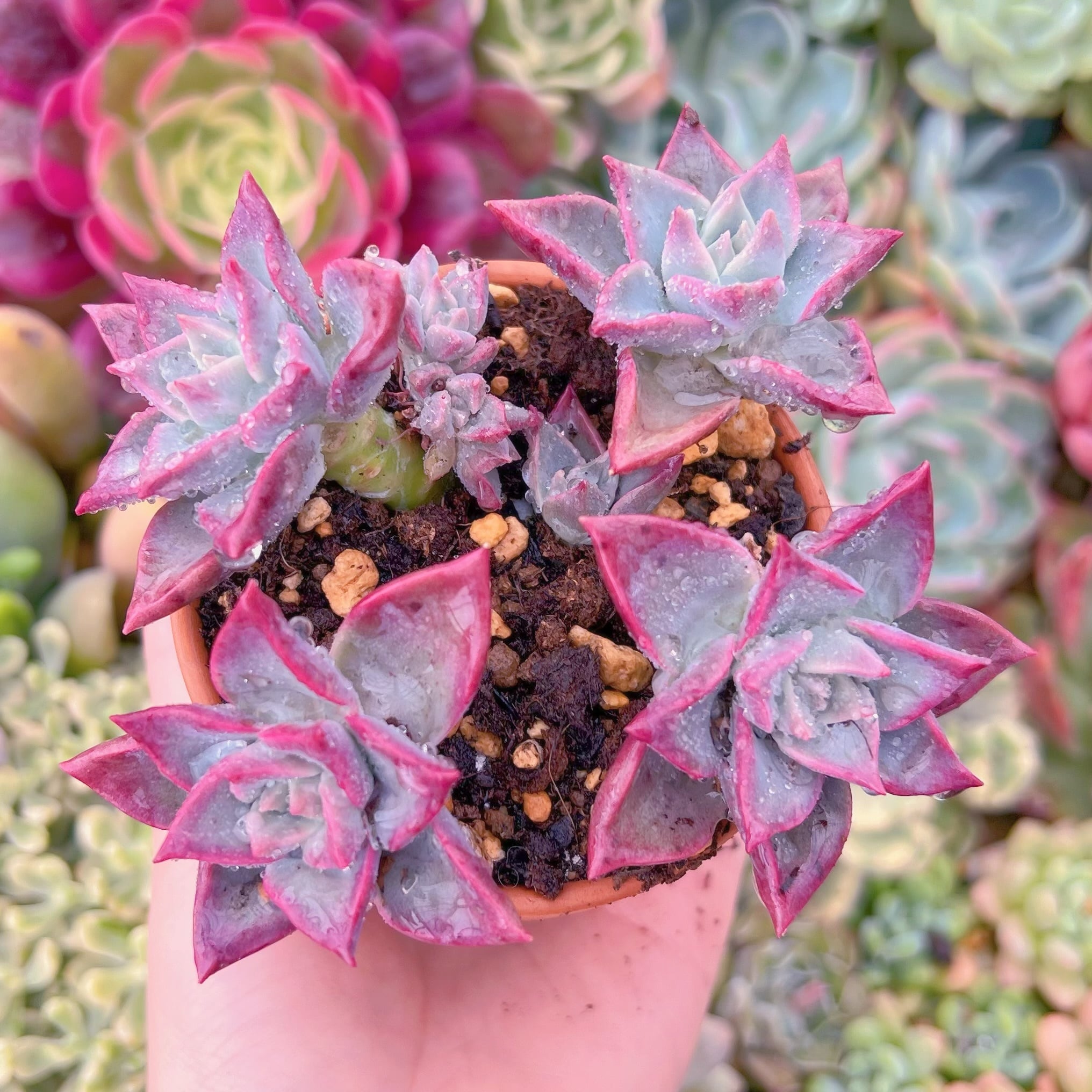 現品　雪月#F034　るる農園