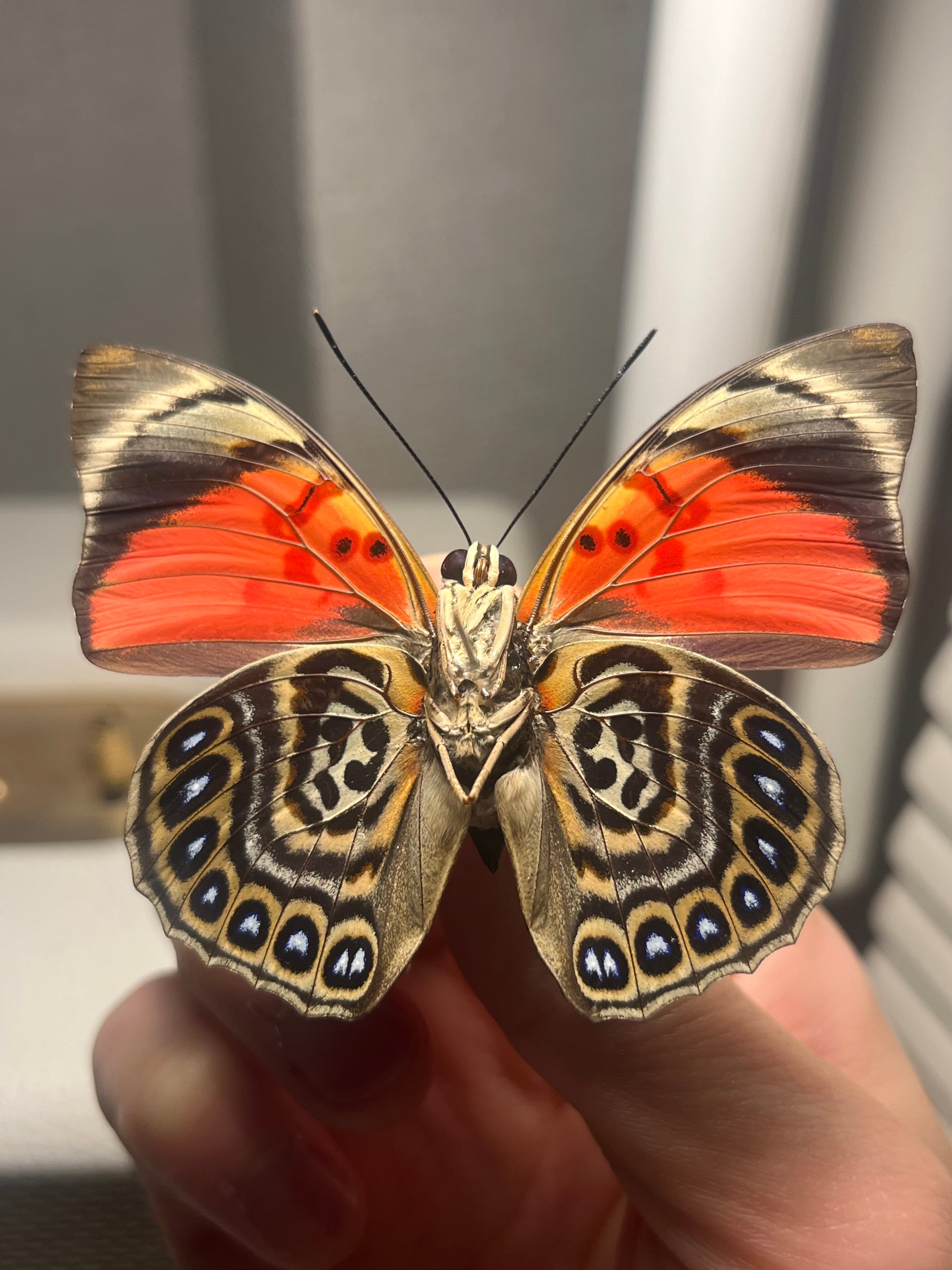 発光感有】アグリアスクラウディナサルダナパルス♂ ミイロタテハ 蝶