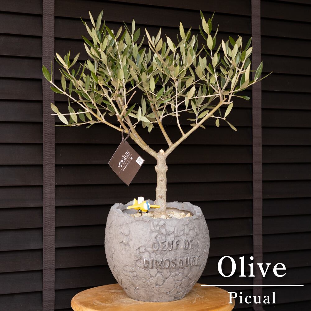 ユッカ プレミアムゴールド 芋3つき鉢植え 緑と黄色のストライプ