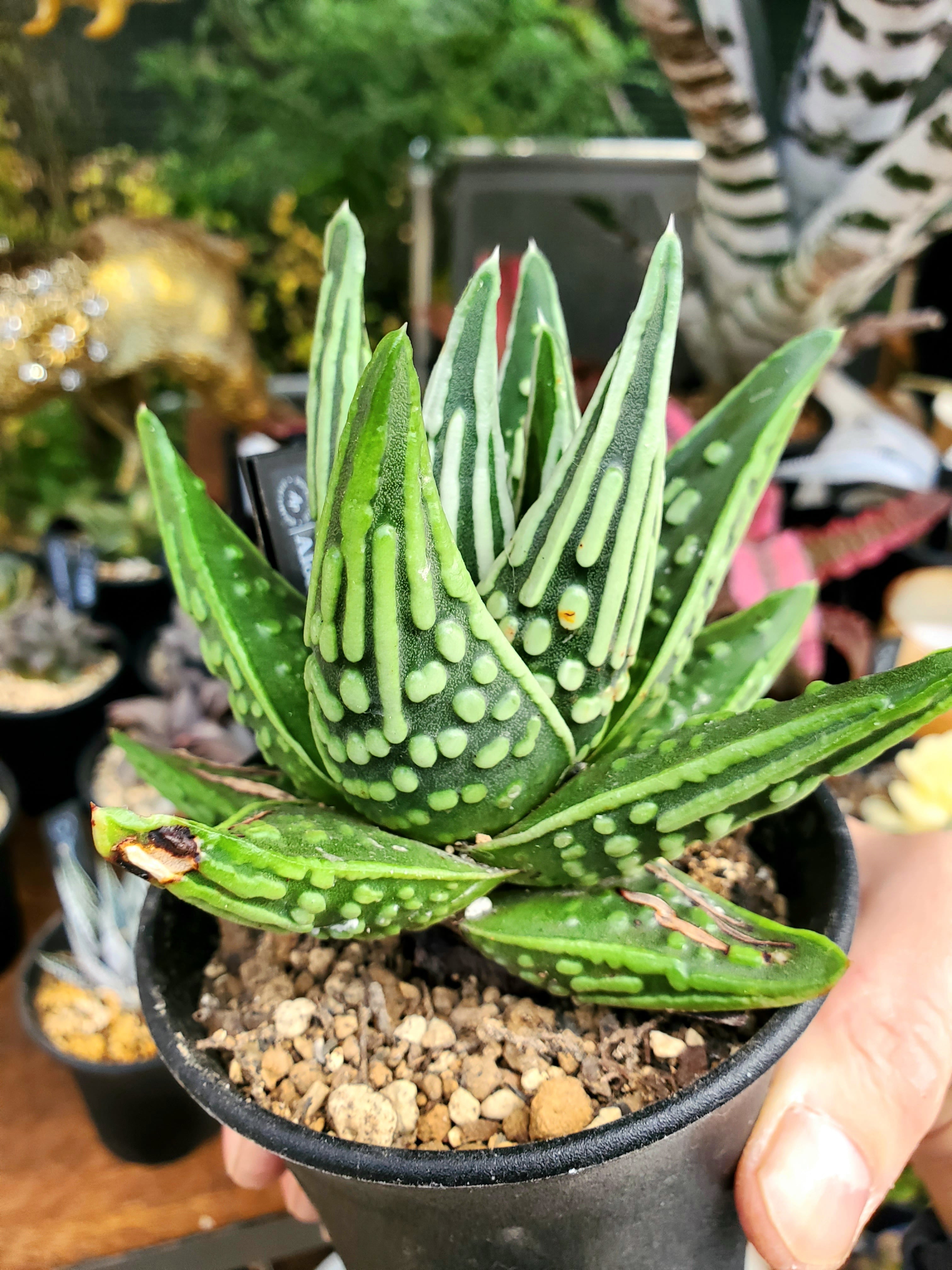 多肉植物 ハオルチア 台湾李氏実生22 奇妍S 【公式通販】