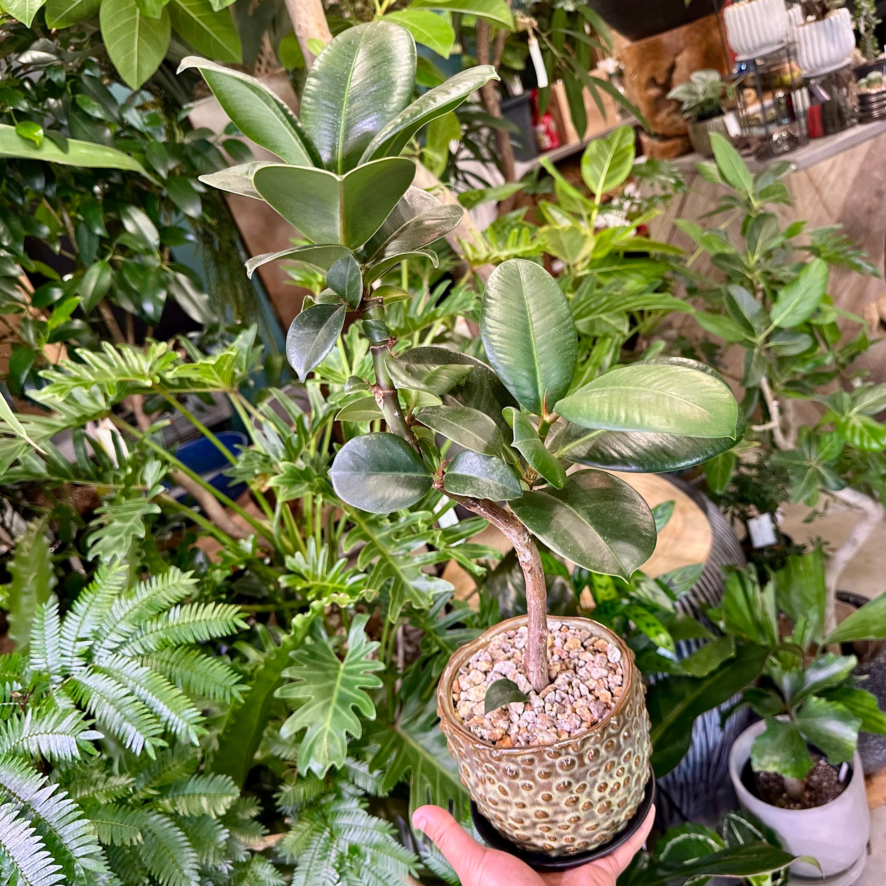 フィカス・ソフィア | barrelplants_BONSAI