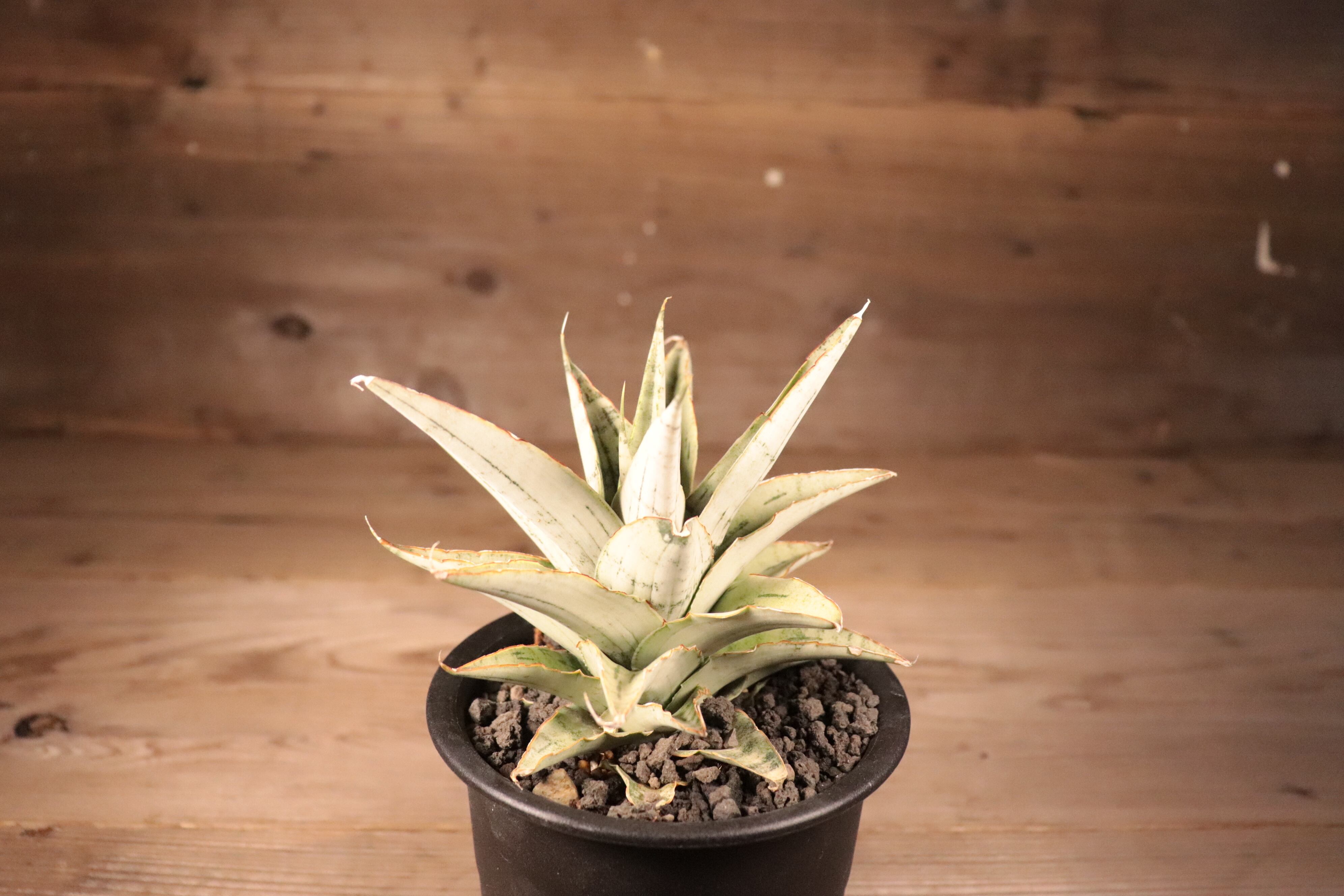 送料無料】Sansevieria 'Snow Flake'〔サンセベリア〕現品発送S0019