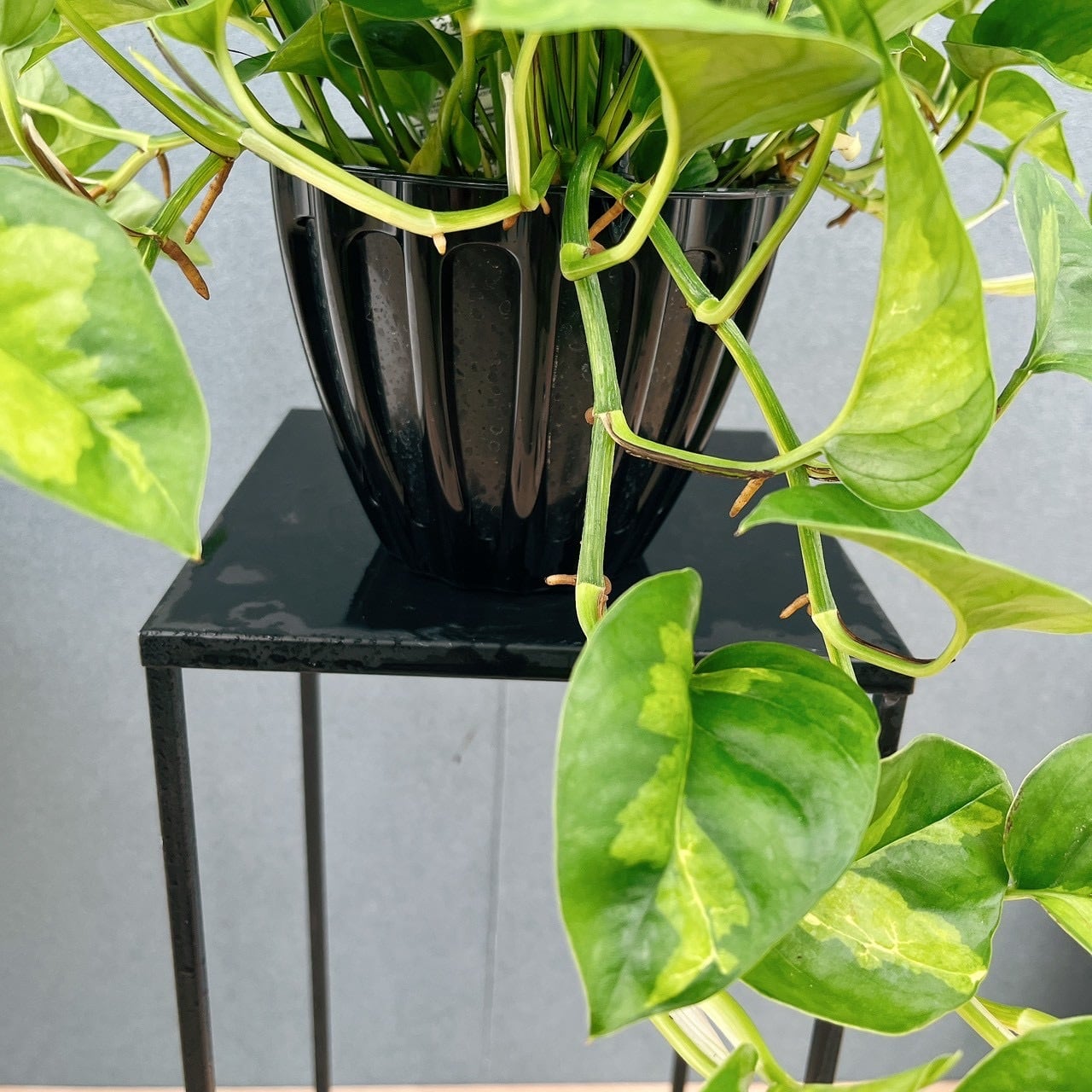 現品］【新品種】3番 ポトス グローバルグリーン 5号 観葉植物 斑入り