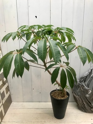 ツピタンサスB × 黒プラ鉢 / 観葉植物