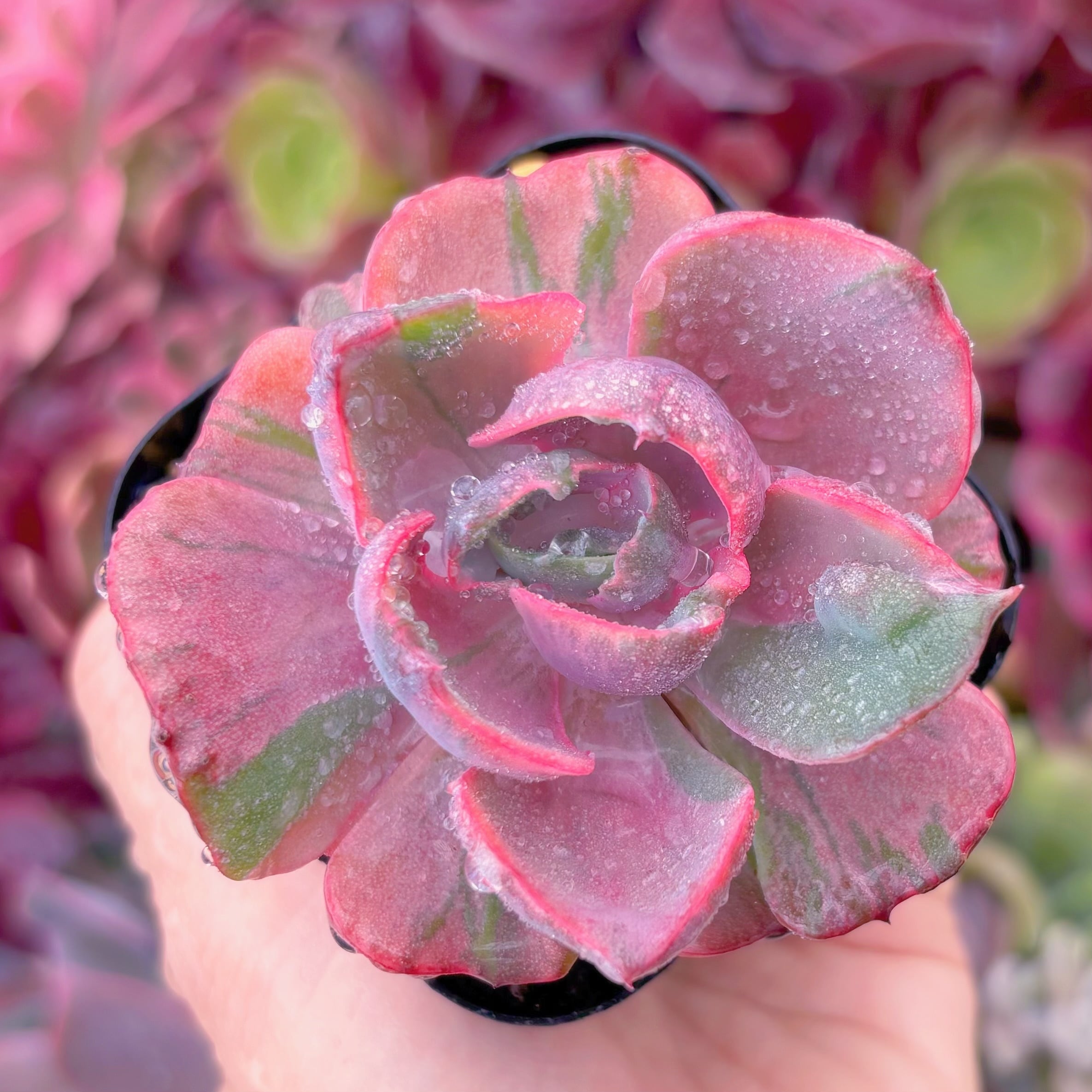 現品　ECHEVERIA ‘HEART’S DELIGHT’#653　るる農園