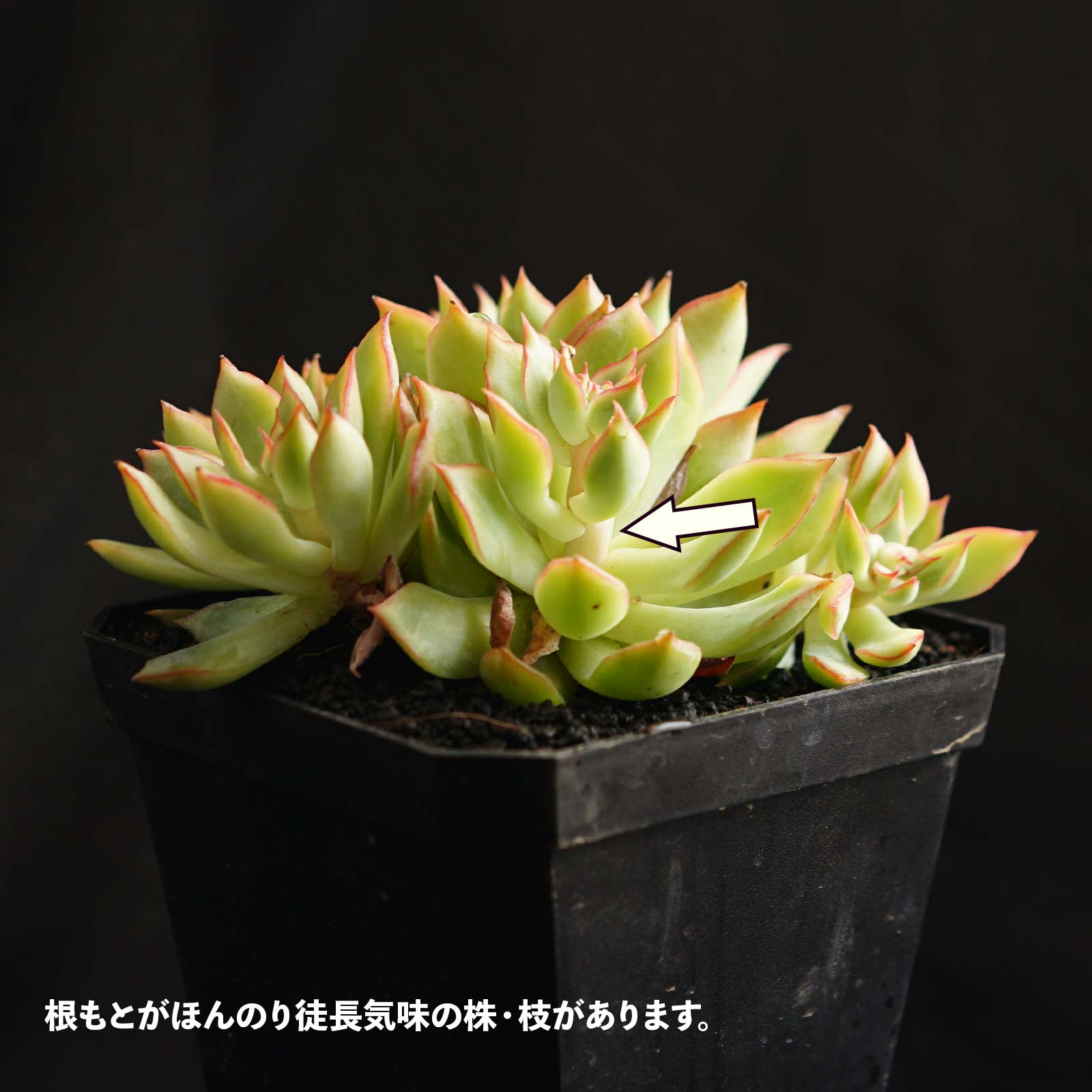 抜き苗 ロータスランプ 群生4～5頭 Echeveria 'Lotus Lamp' | PUKUBOOK ...