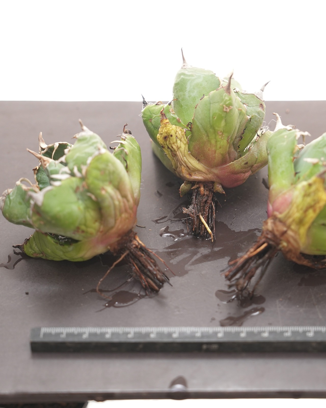 カット苗 魔丸 Agave titanota 'Mamaru'