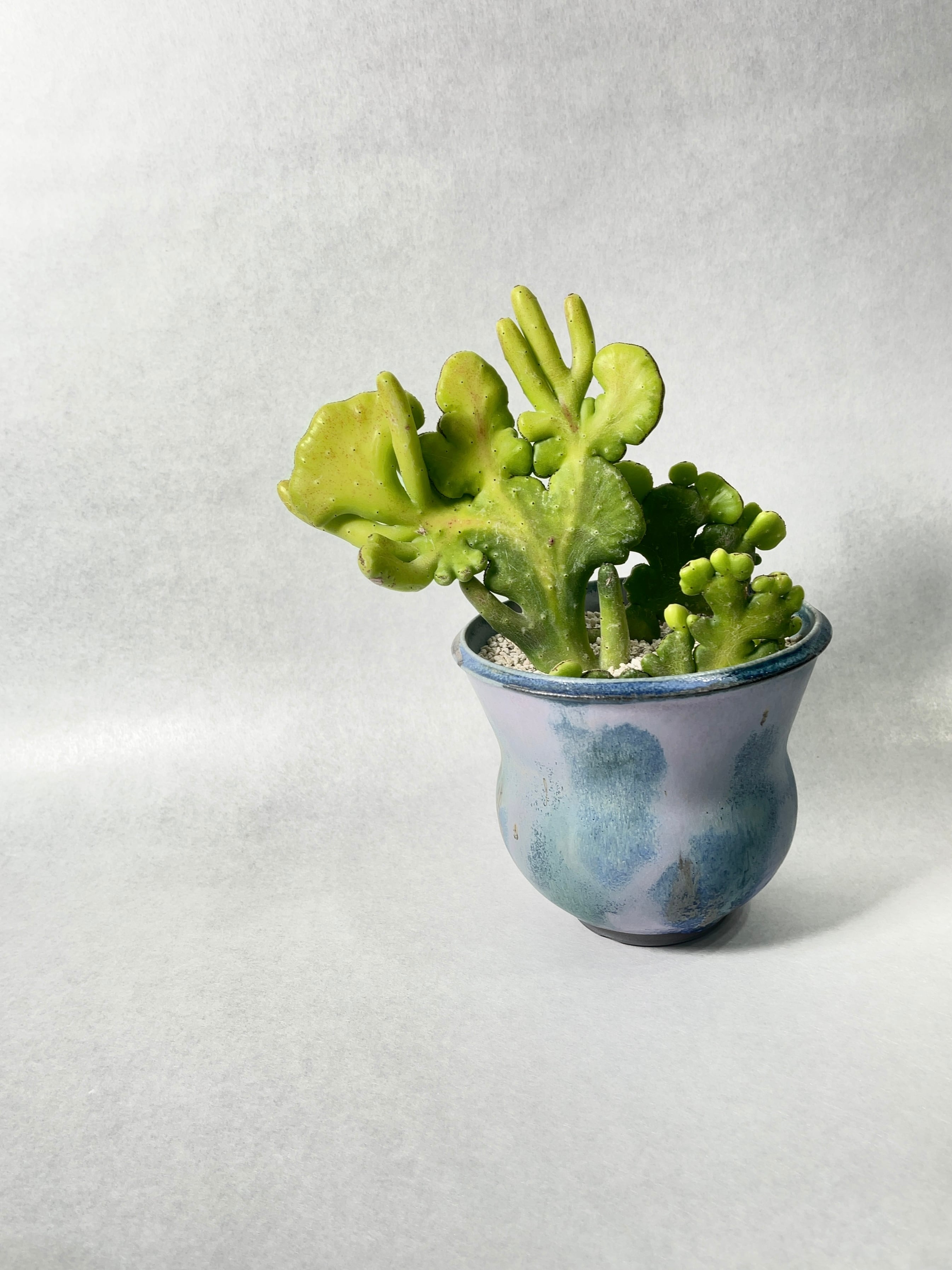 ユーフォルビア・オンコクラータ錦綴化 | trigger