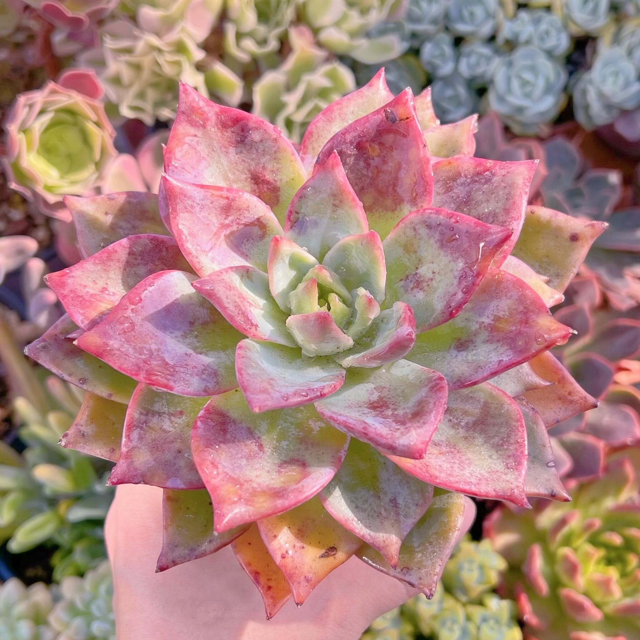 多肉植物　レッドドラゴン　特大　新入荷　るる農園