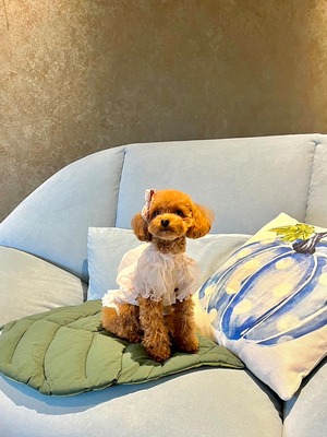 即納【AVELY】オーガンザシースルーパフブラウス