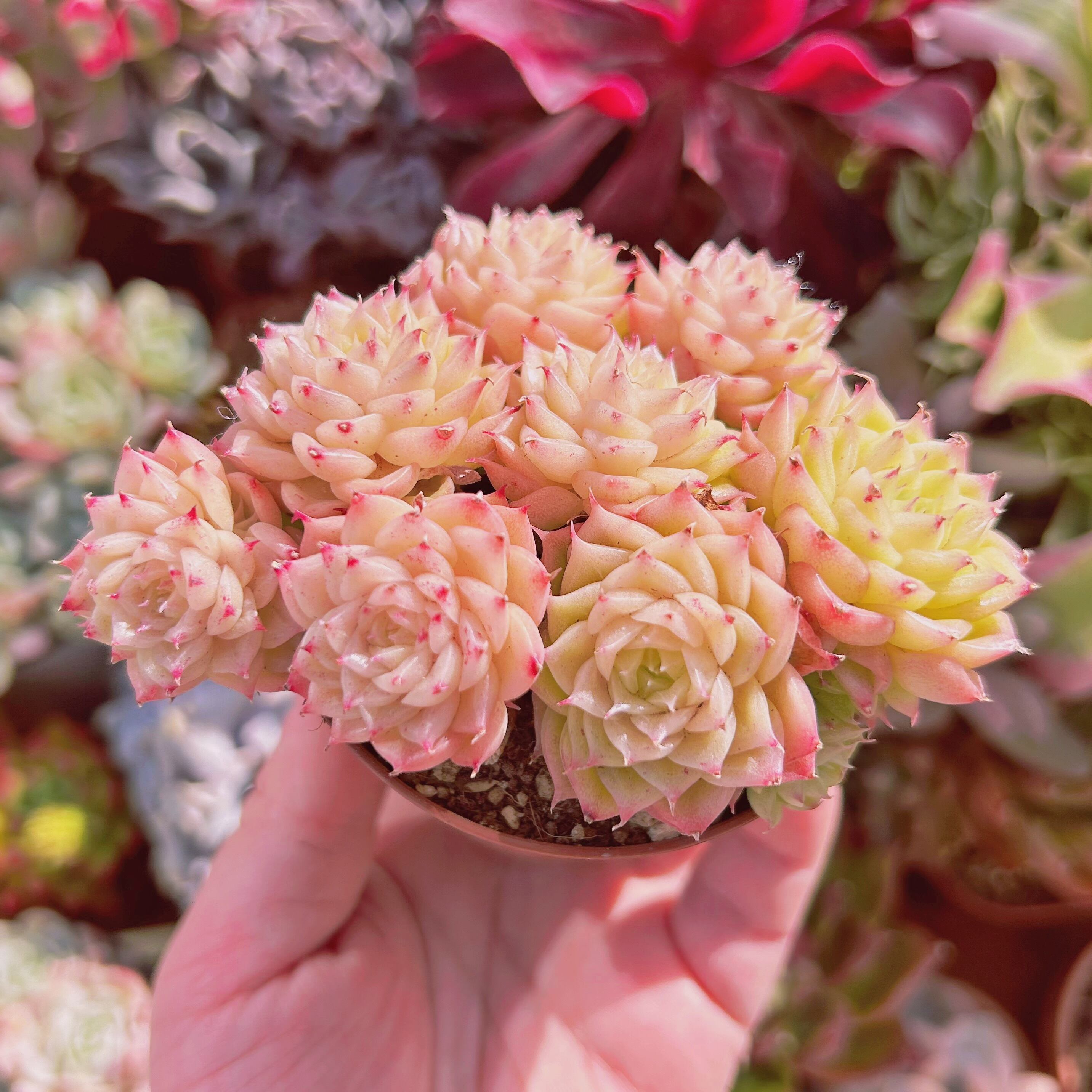 569現物 多肉植物 ミスティ | るる農園~多肉植物専門