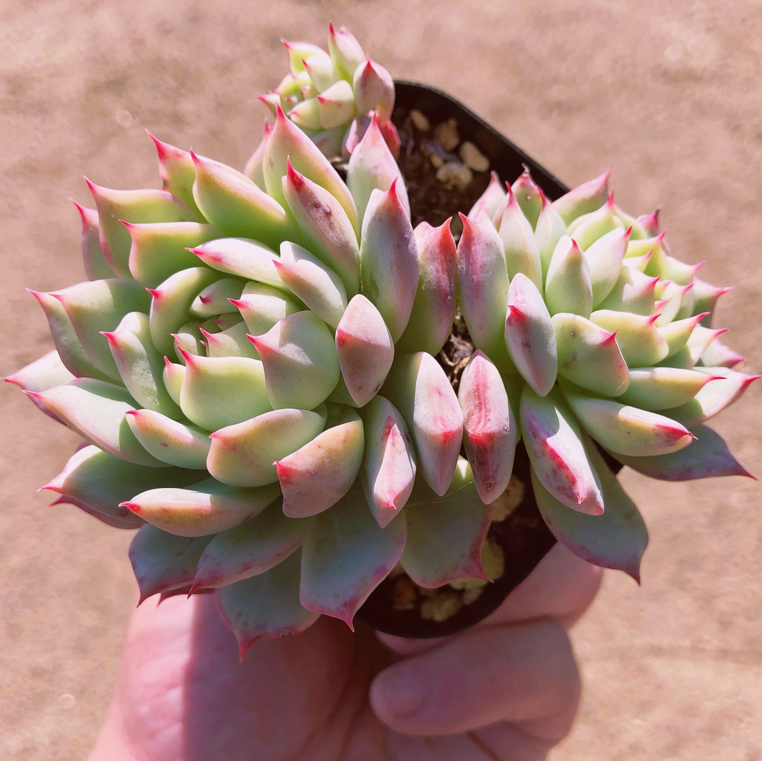 多肉植物 ティッピー 2抜き苗 | るる農園~多肉植物専門