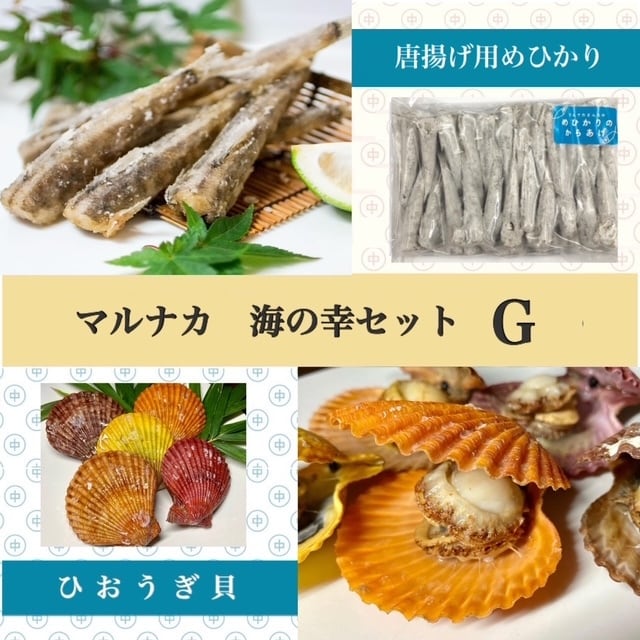 海の宝石『ひおうぎ貝』2パックセット【マルナカ海産】002-045 | のべ